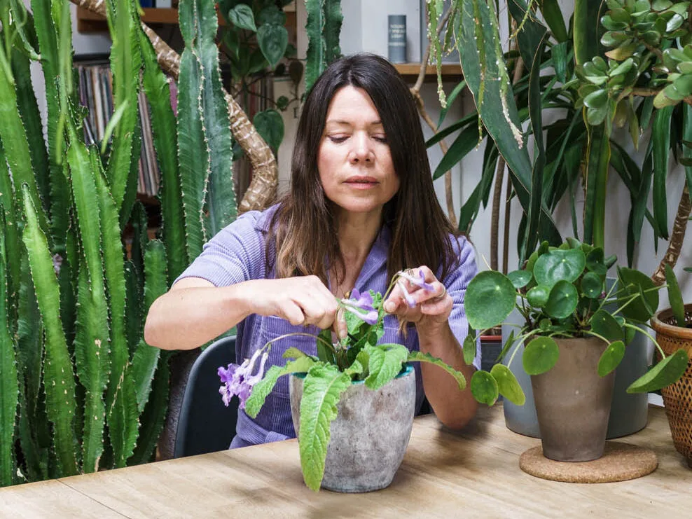 Sarah Gerrard-Jones checking a house plant Sarah Gerrard-Jones checking a house plant