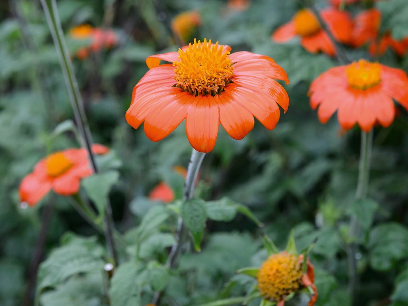 Tithonia rotundifolia 'Torch'