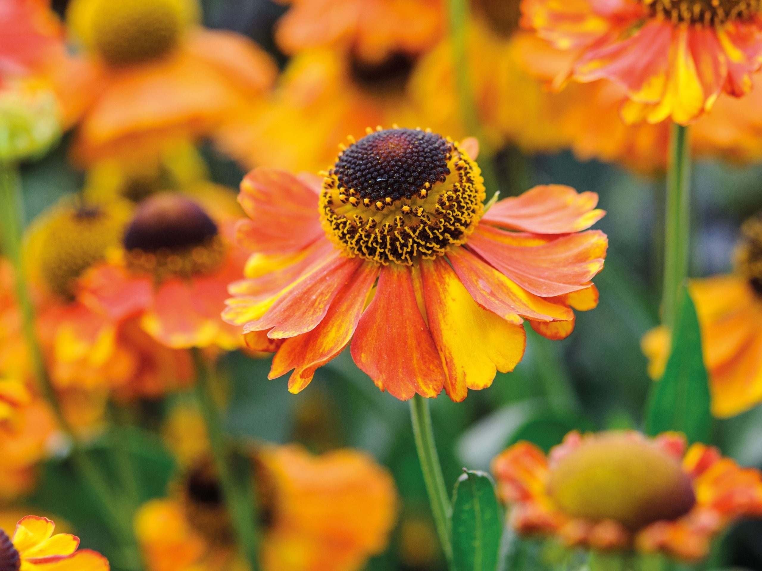 Helenium 'Sahin's Early Flowerer'