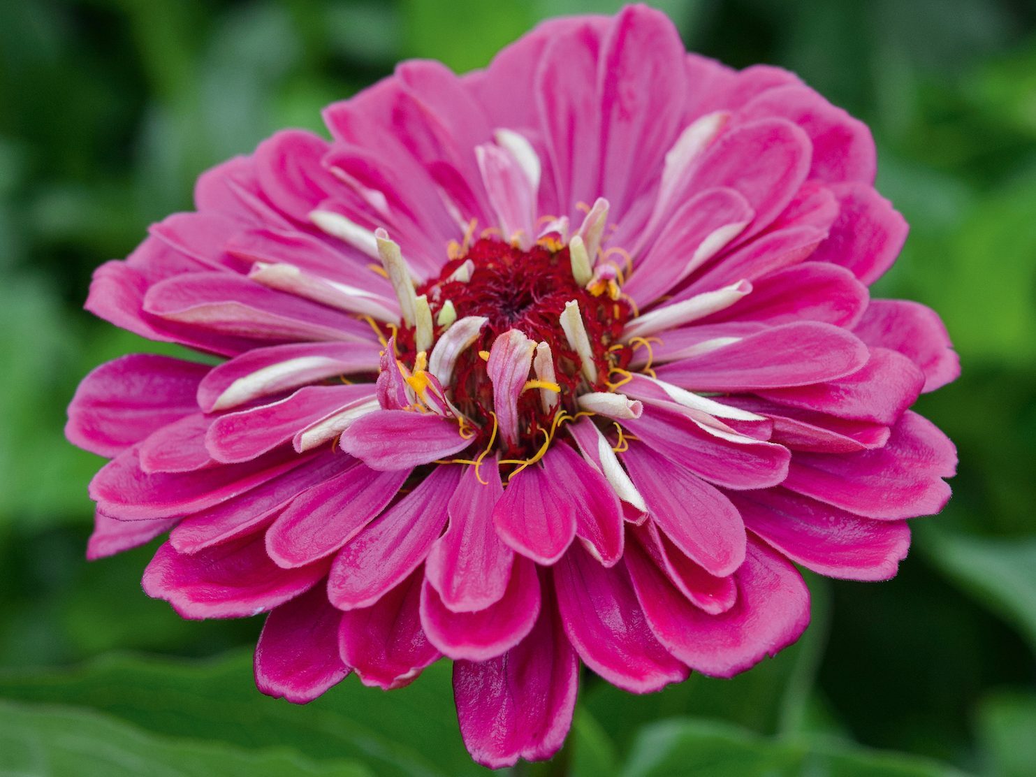 Zinnia Elegans 'Benarys Giant Wine'