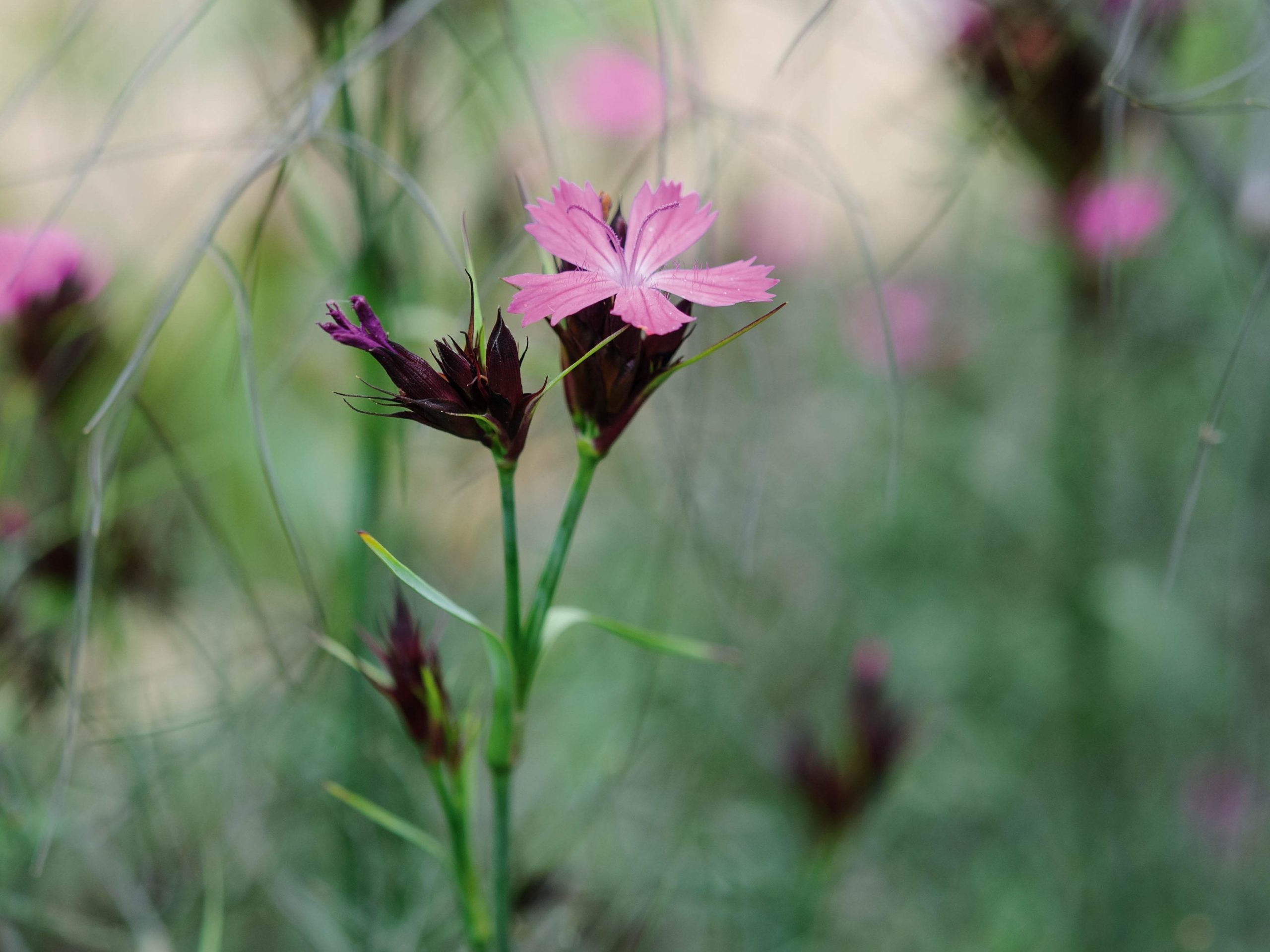 Dianthus carthusianorum