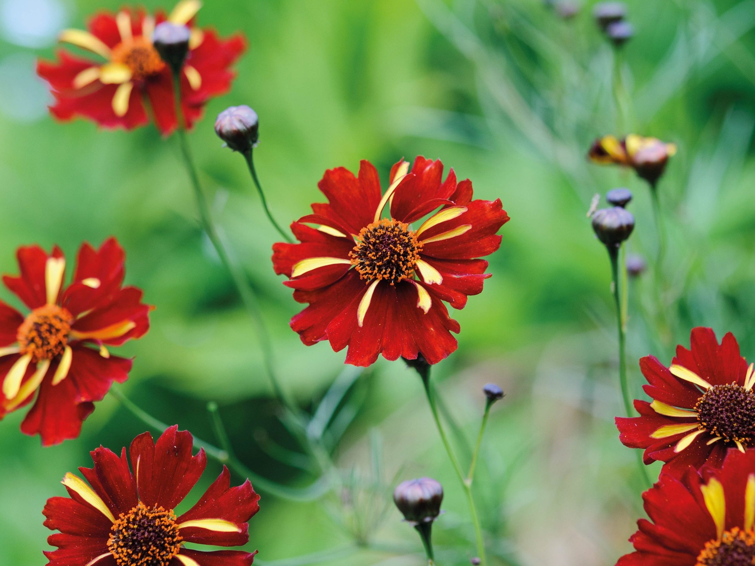 Coreopsis tinctoria 'Roulette'