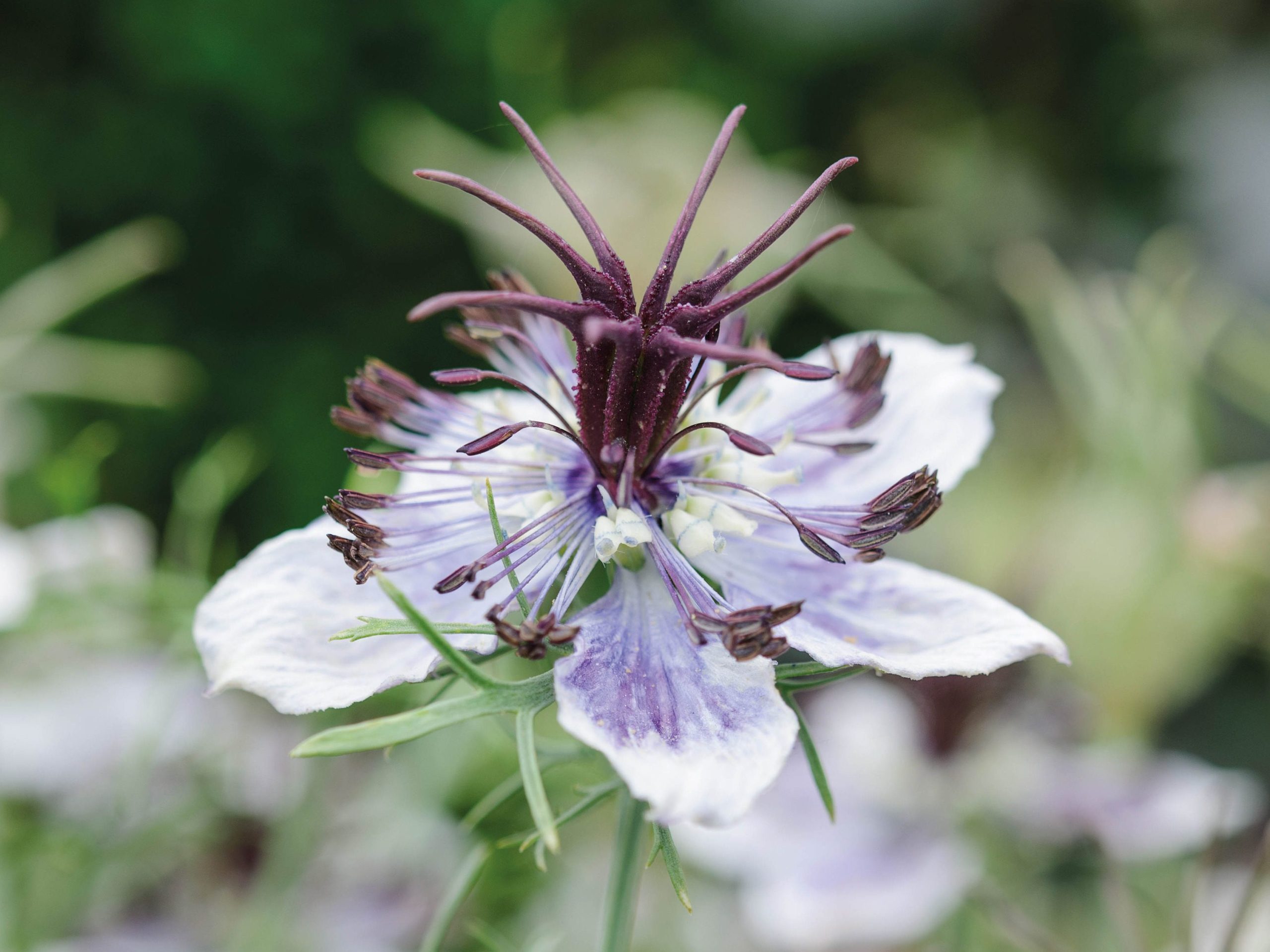 Nigella papillosa 'Delft Blue'