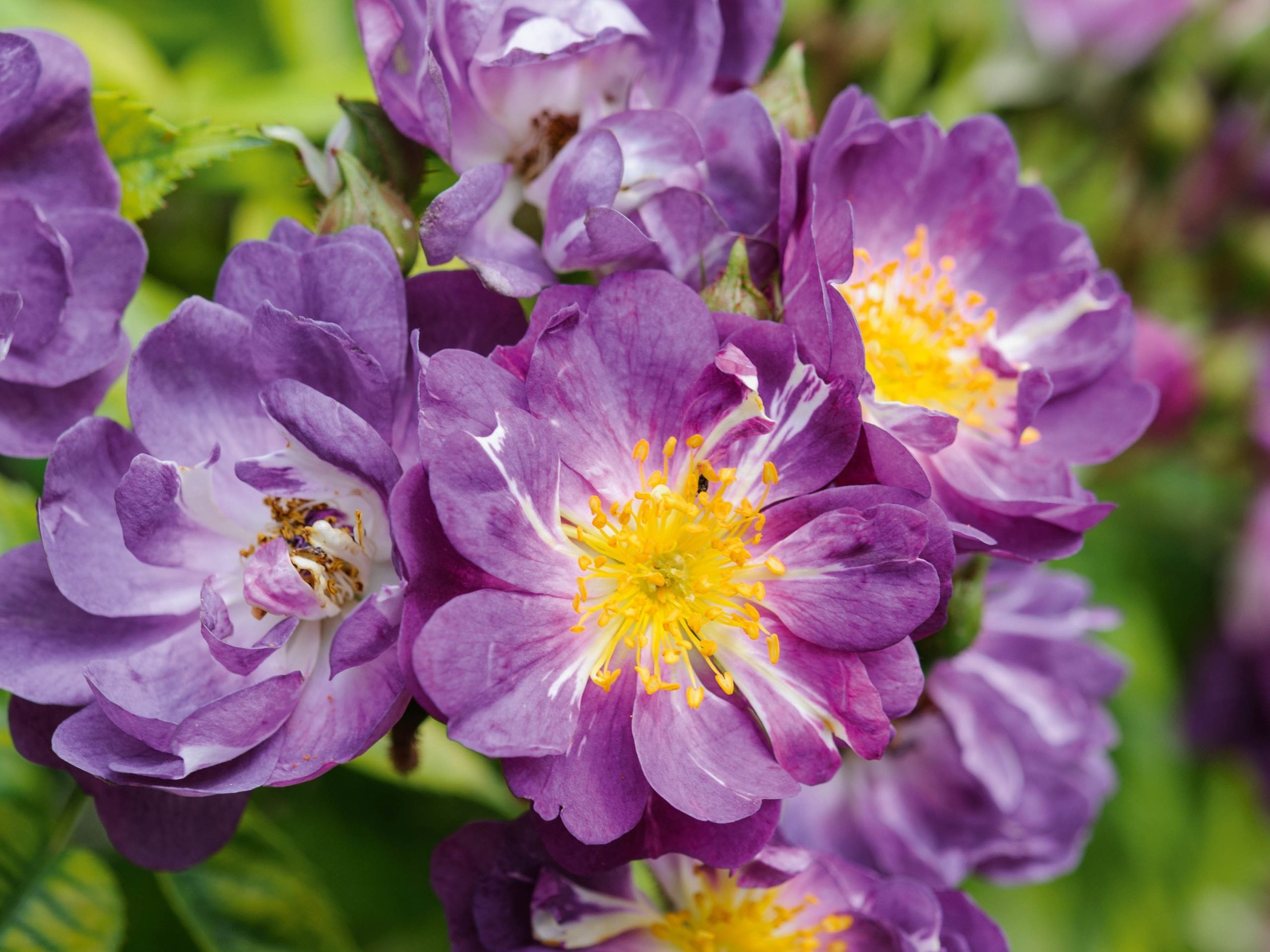 Rosa 'Veilchenblau'