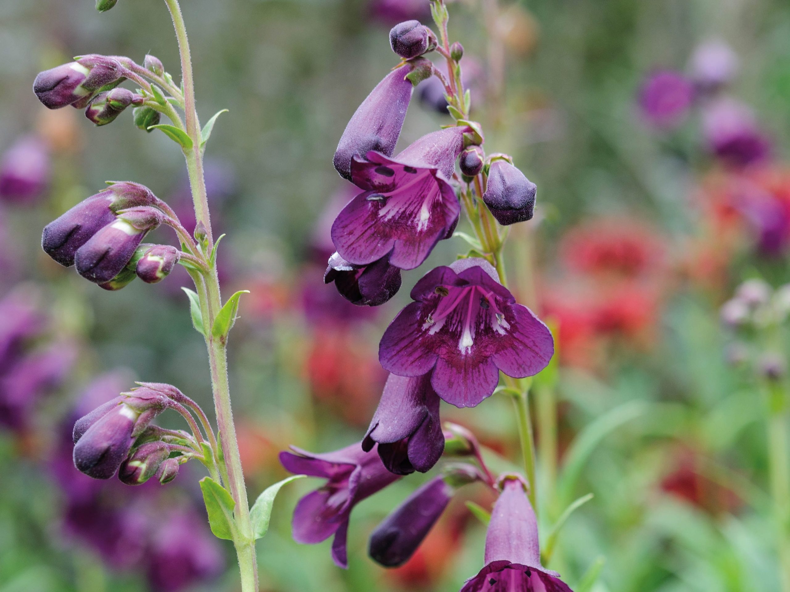 Penstemon 'Raven'