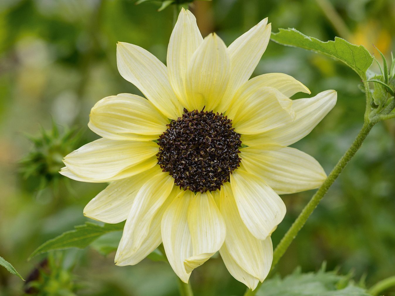 Helianthus debilis ‘Vanilla Ice’