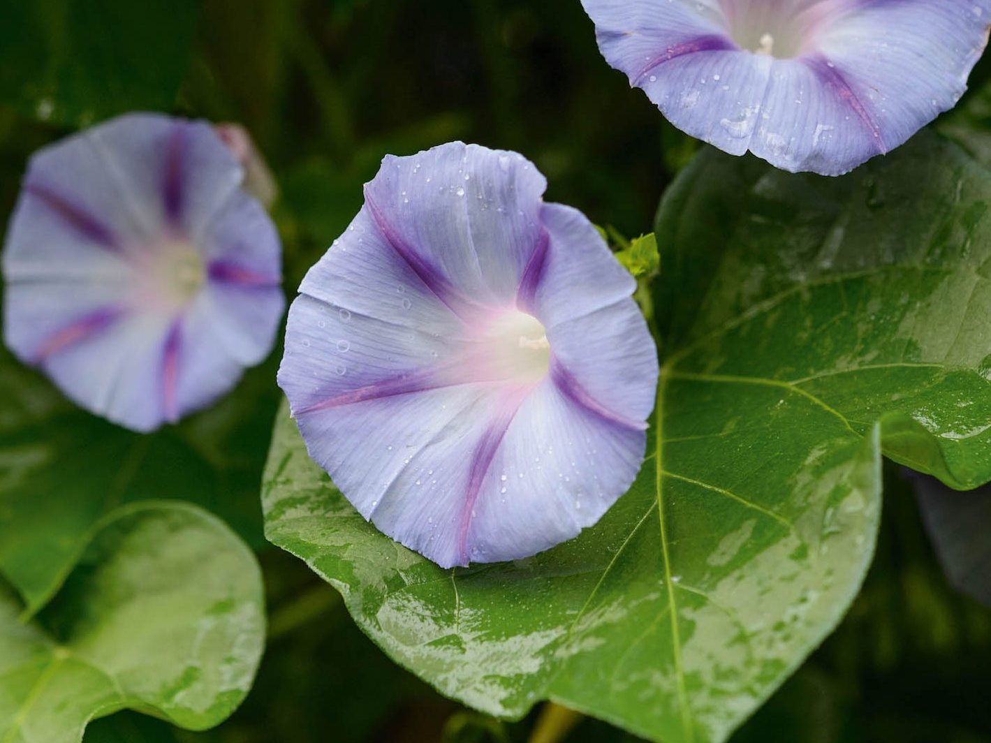 Ipomoea 'Caprice'