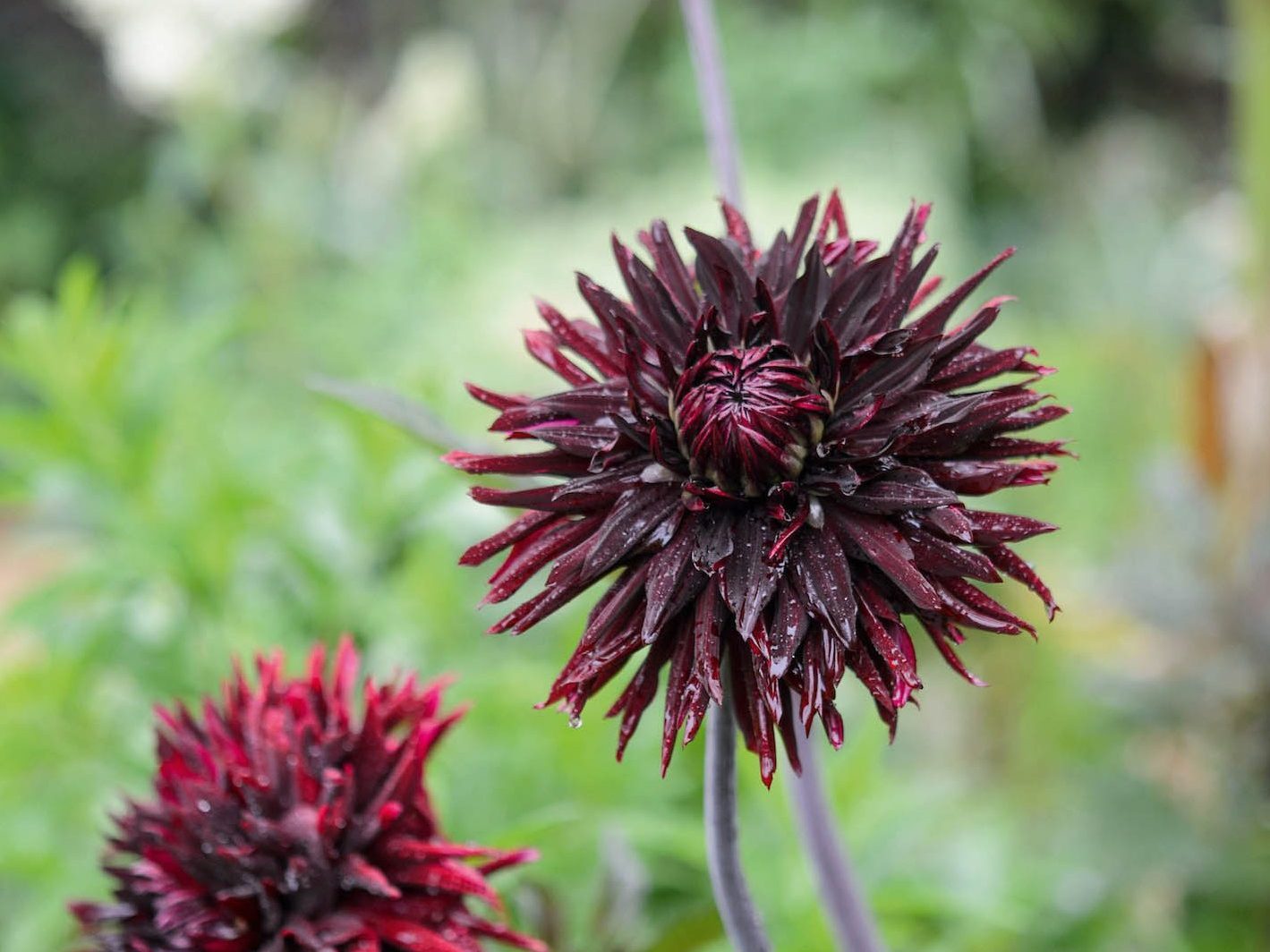 Dahlia 'Black Jack'