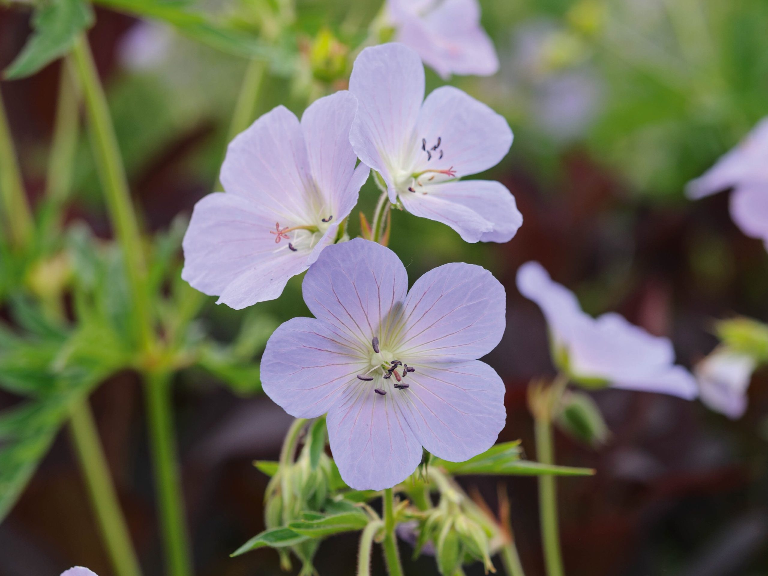 Geranium pratense 'Wisley Blue'