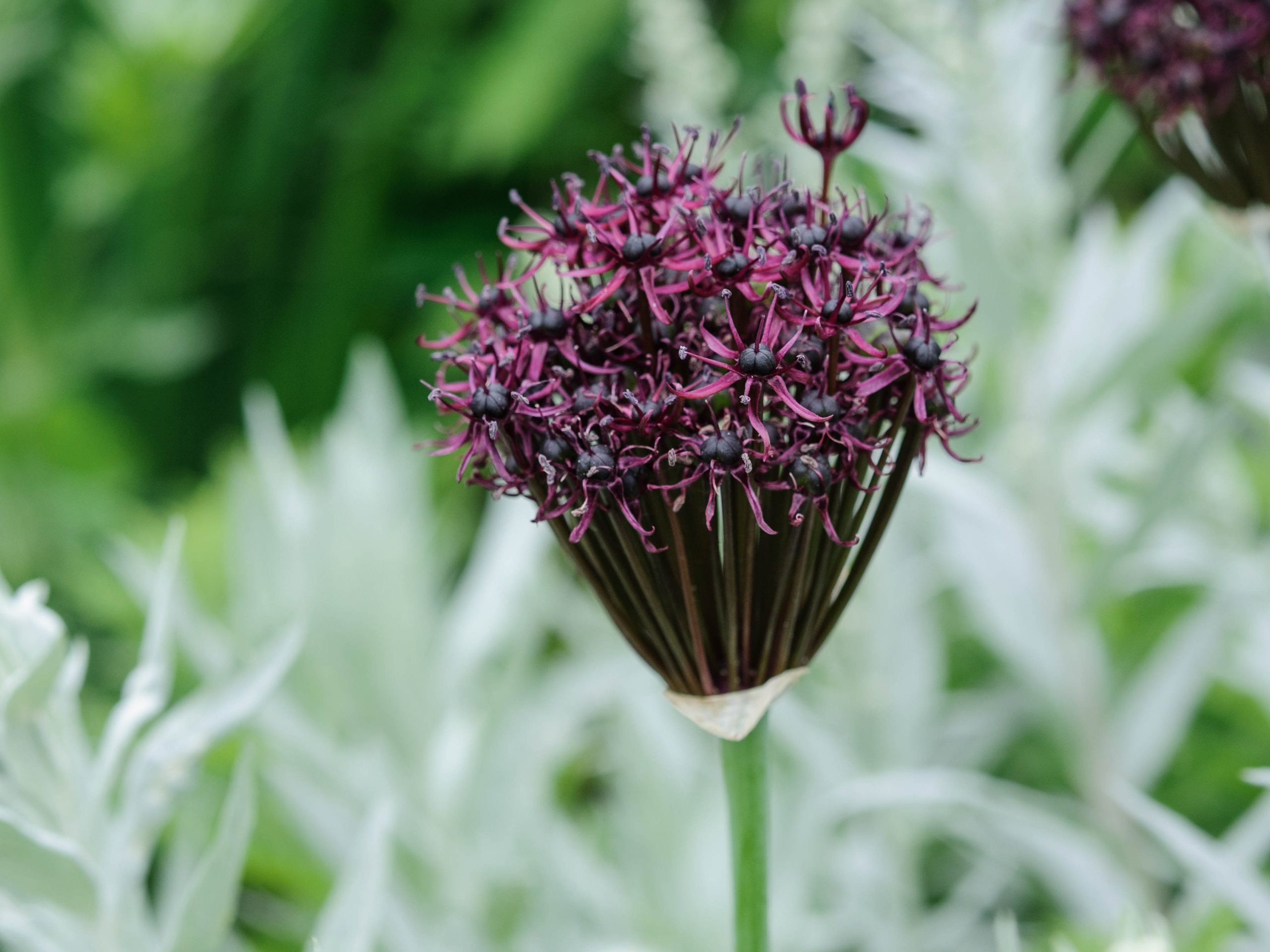 Allium atropurpureum