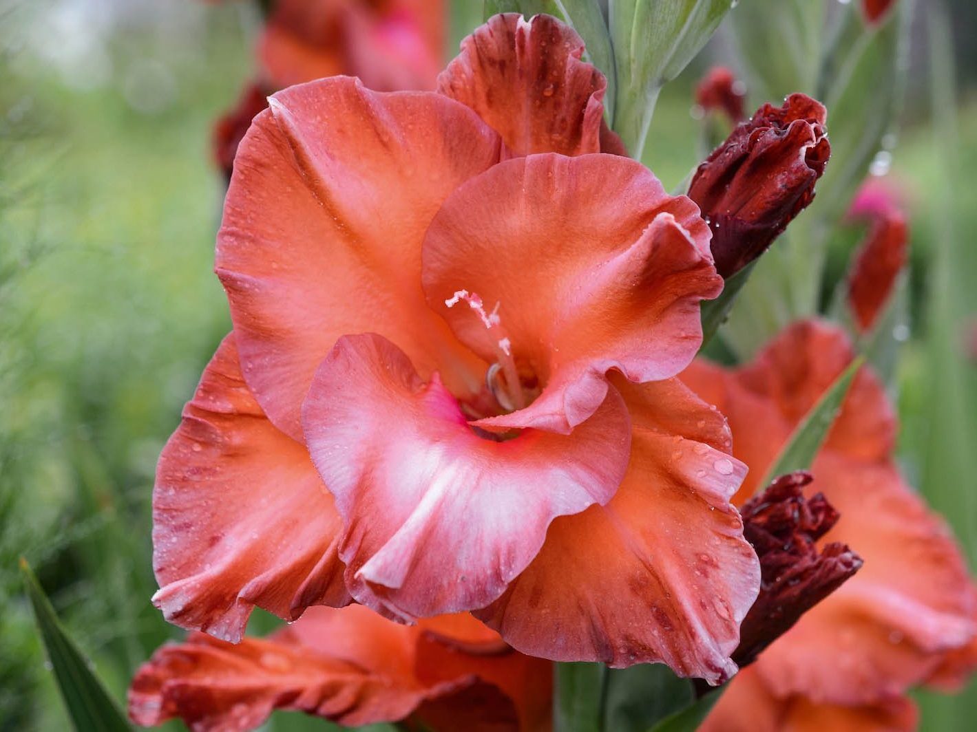 Gladiolus 'Bimbo'