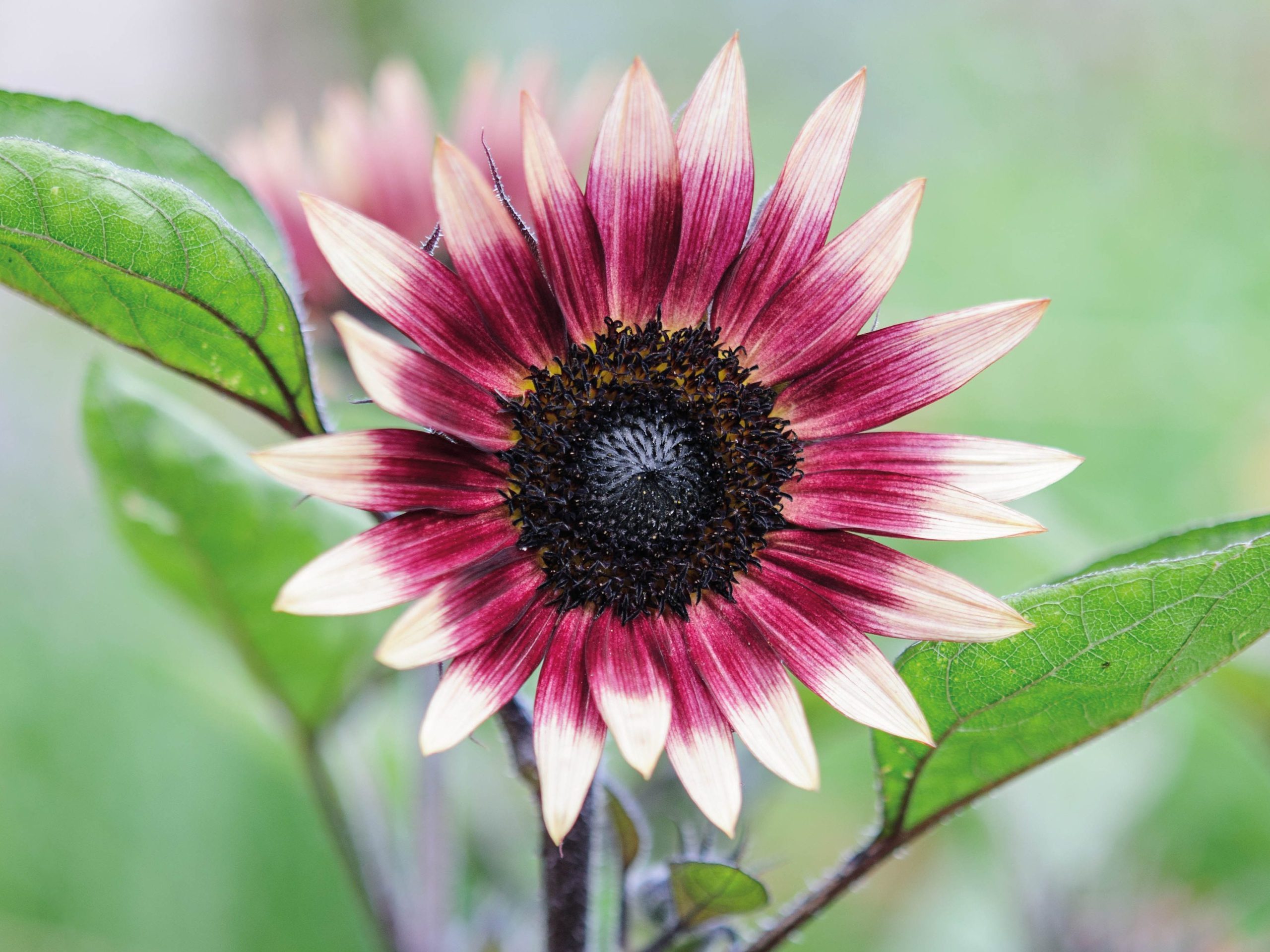 Helianthus 'Ms Mars' (Sunflower)