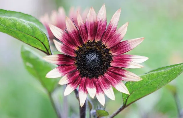 Helianthus 'Ms Mars' (Sunflower) Helianthus 'Ms Mars' (Sunflower)