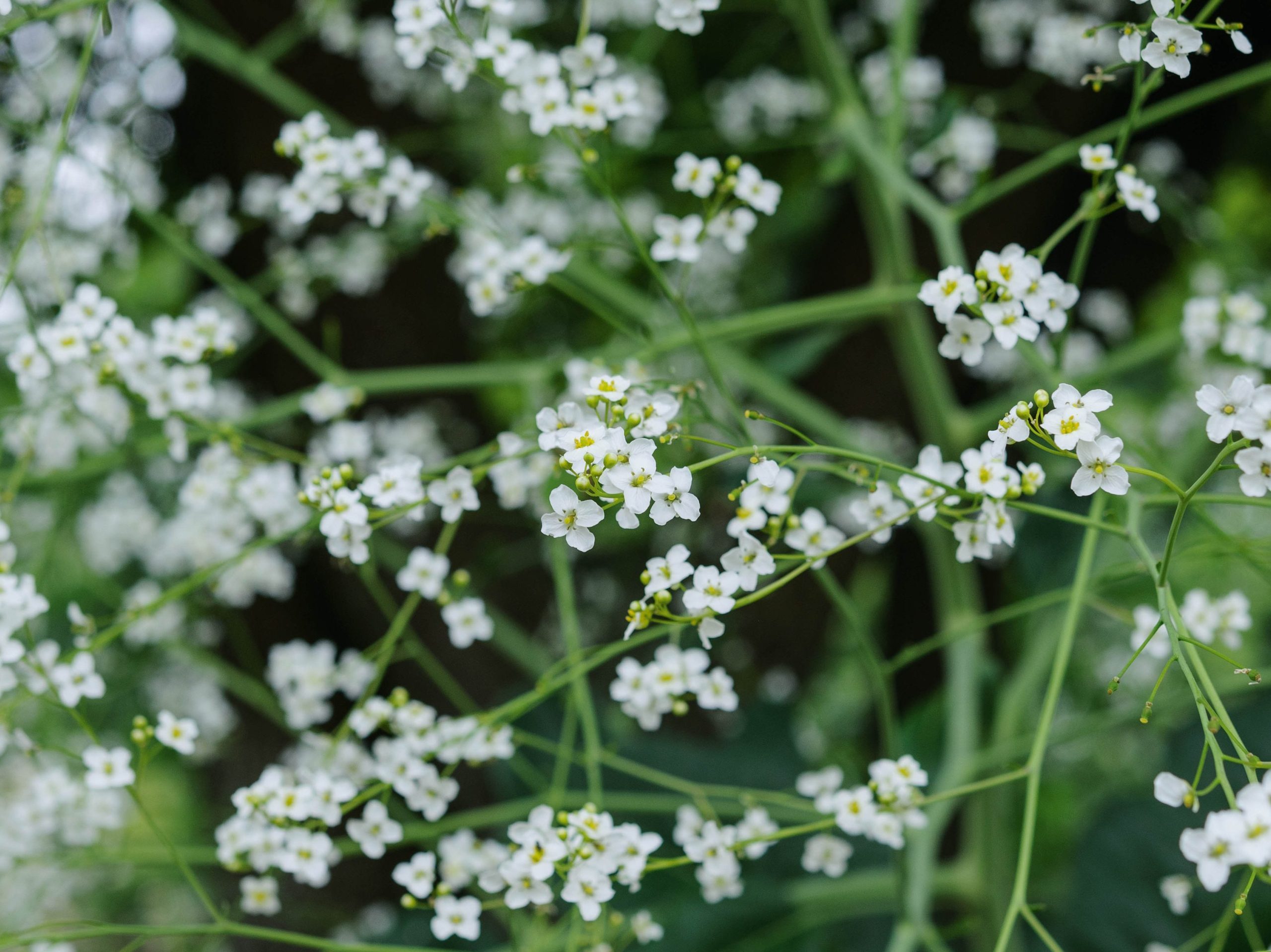 Crambe cordifolia