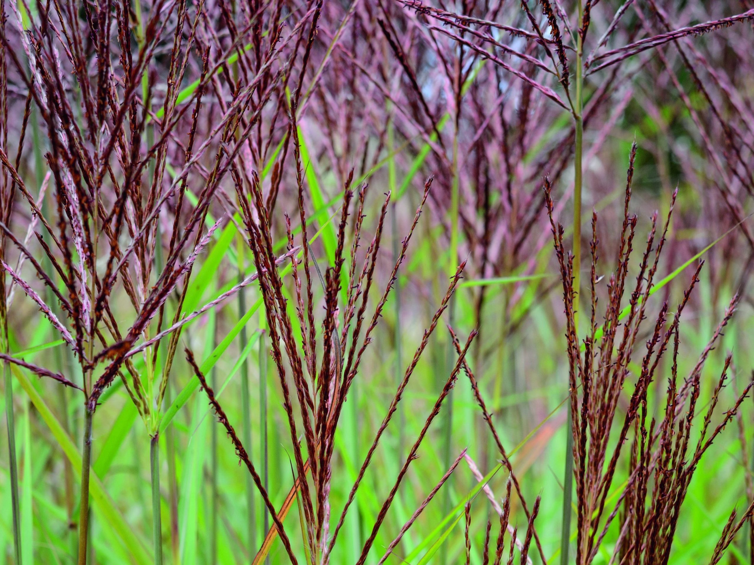 Grasses