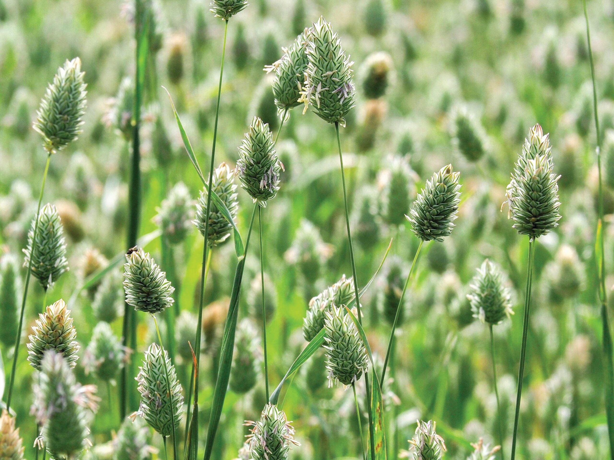 Phalaris canariensis