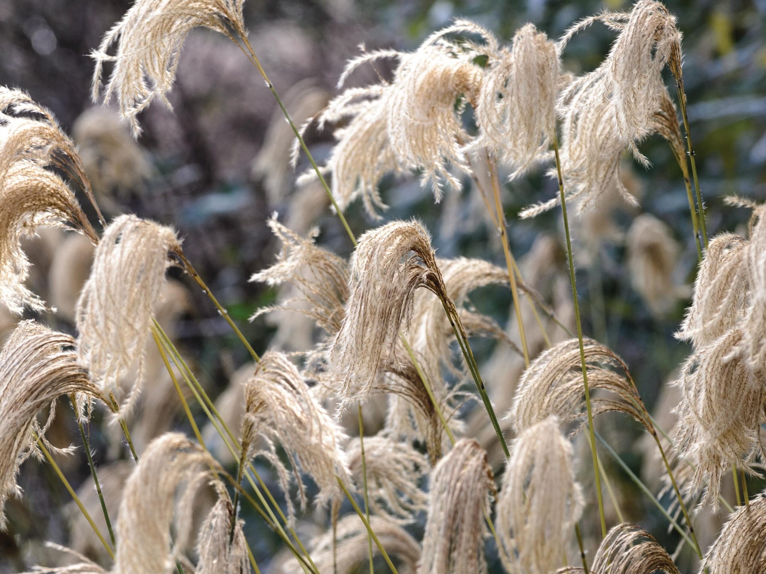 Miscanthus nepalensis