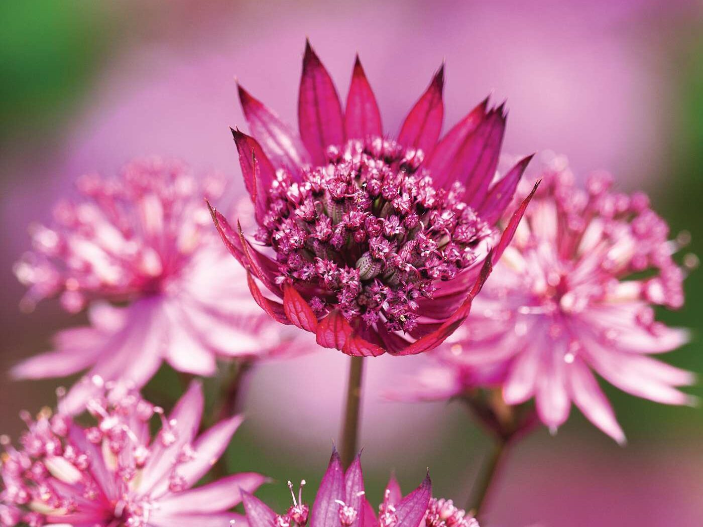 Astrantia major ‘Ruby Wedding’