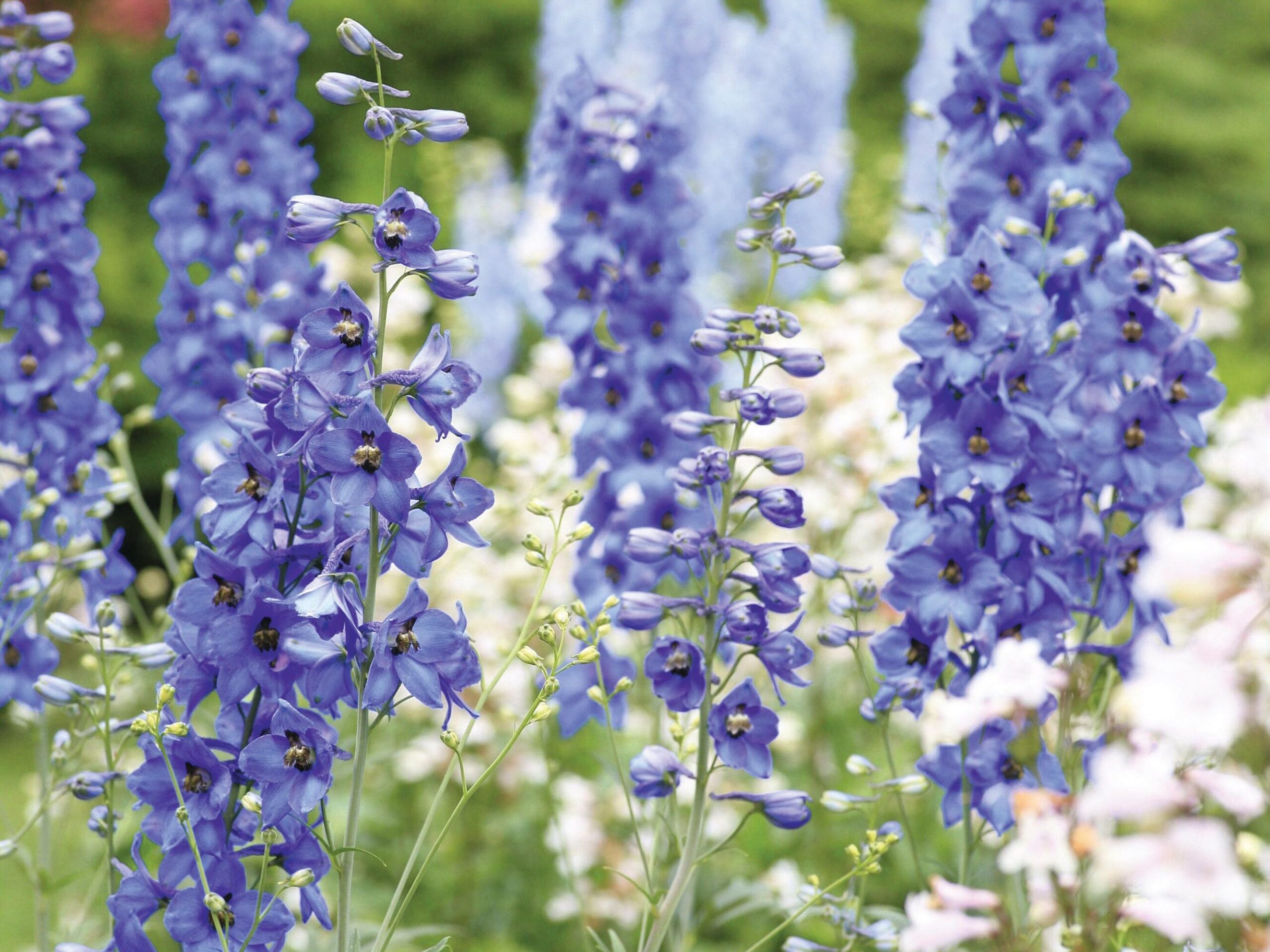 Delphinium consolida