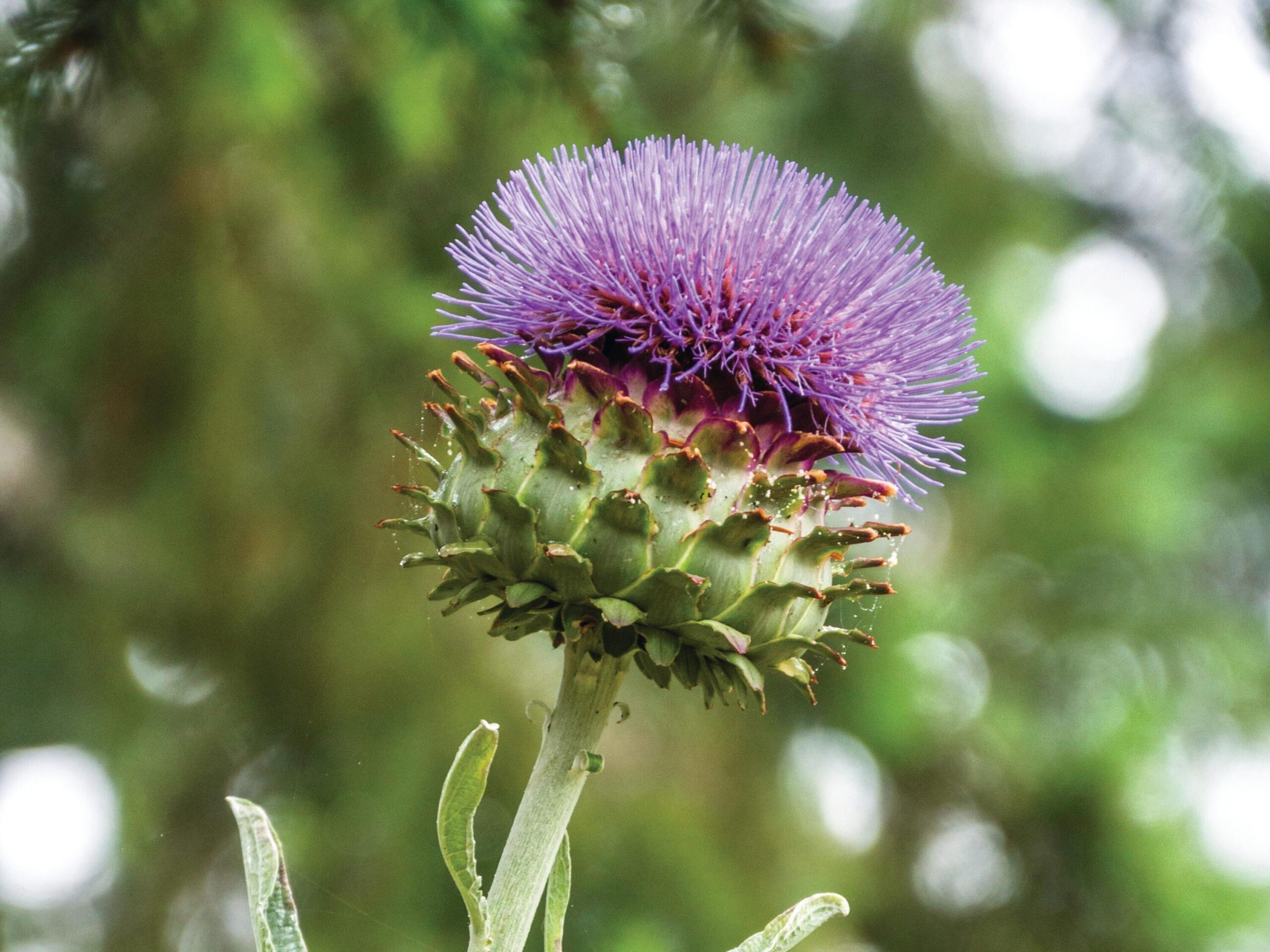 Cynara cardunculus Scolymus Group Purple