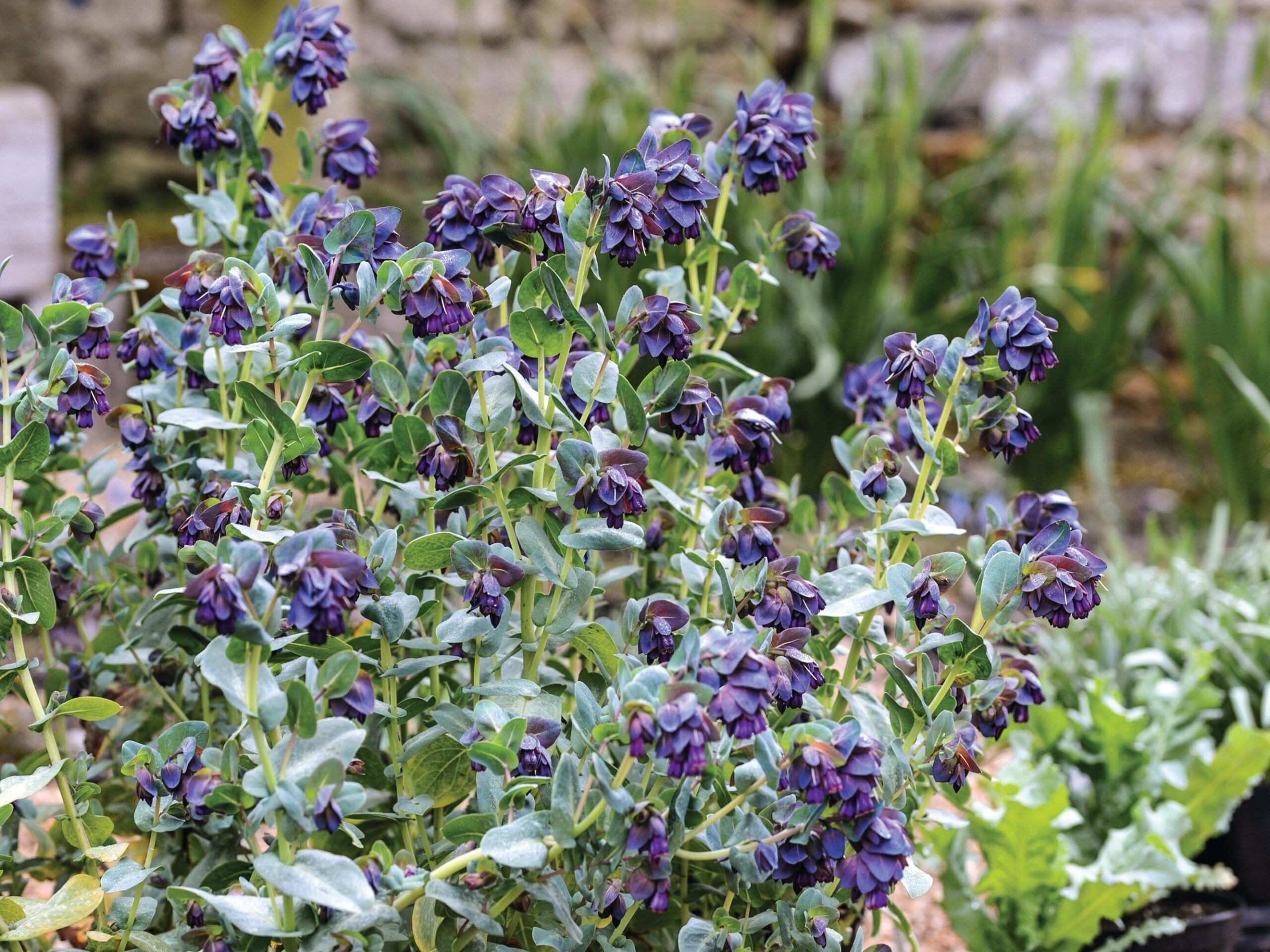 Cerinthe major ‘Purpurascens’