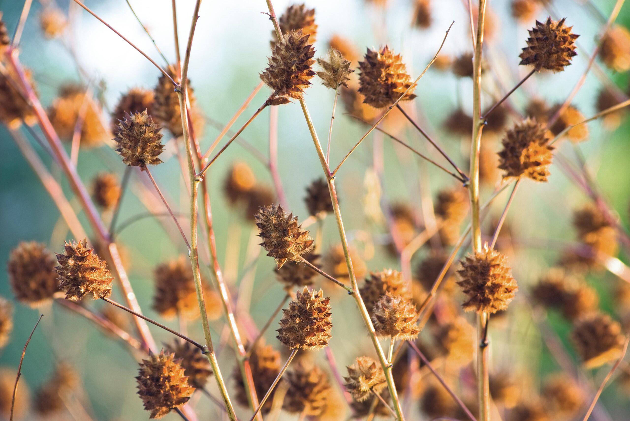 Glycyrrhiza yunnanensis