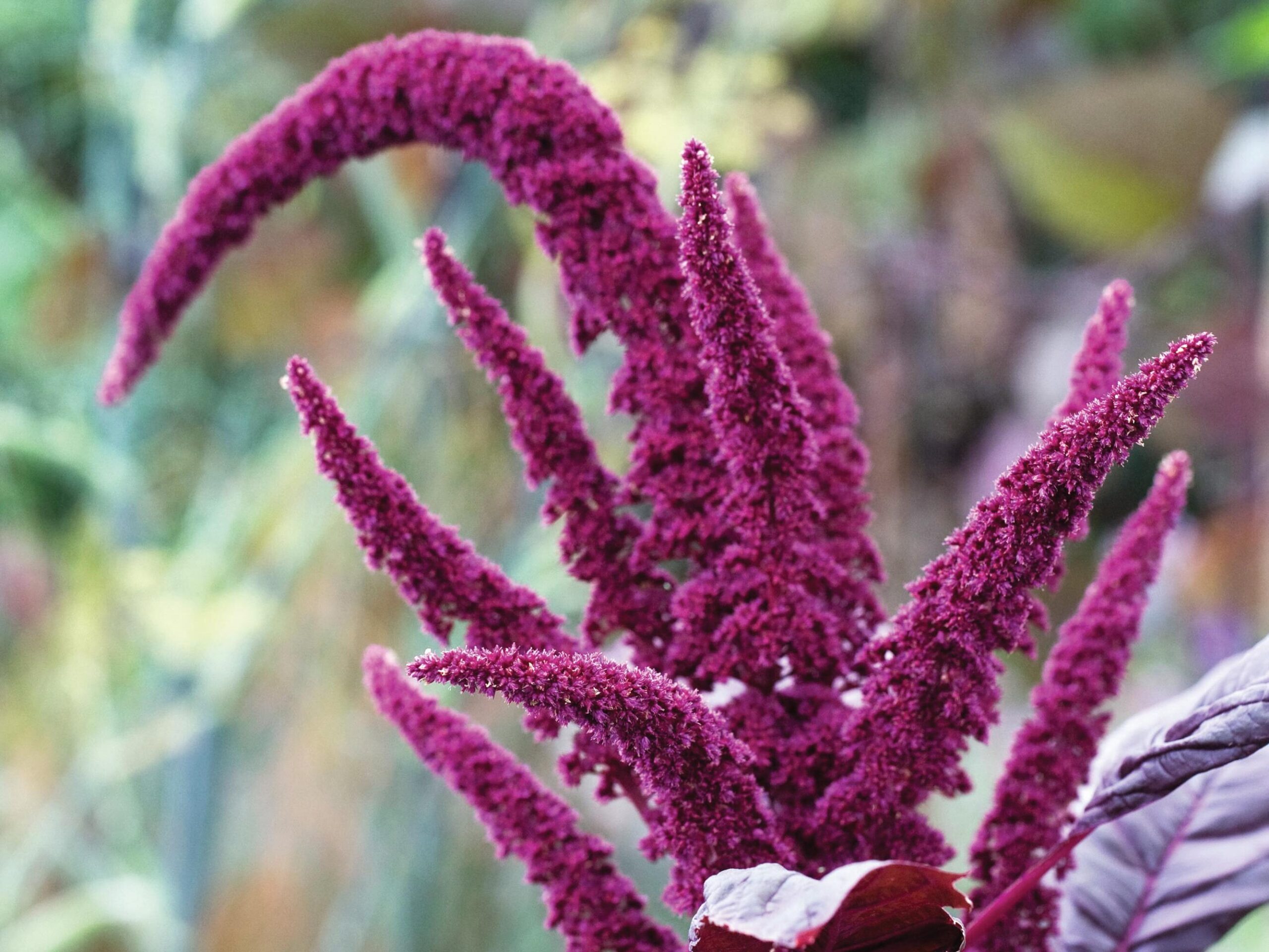Amaranthus ‘Red Army’