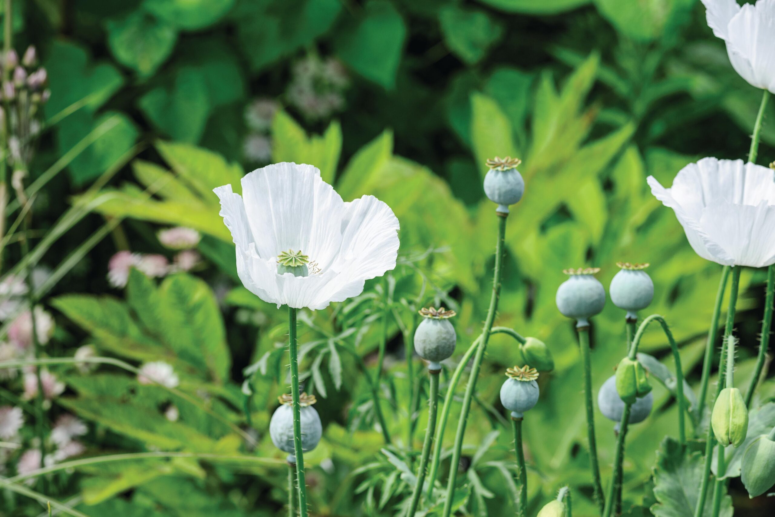 Papaver somniferum