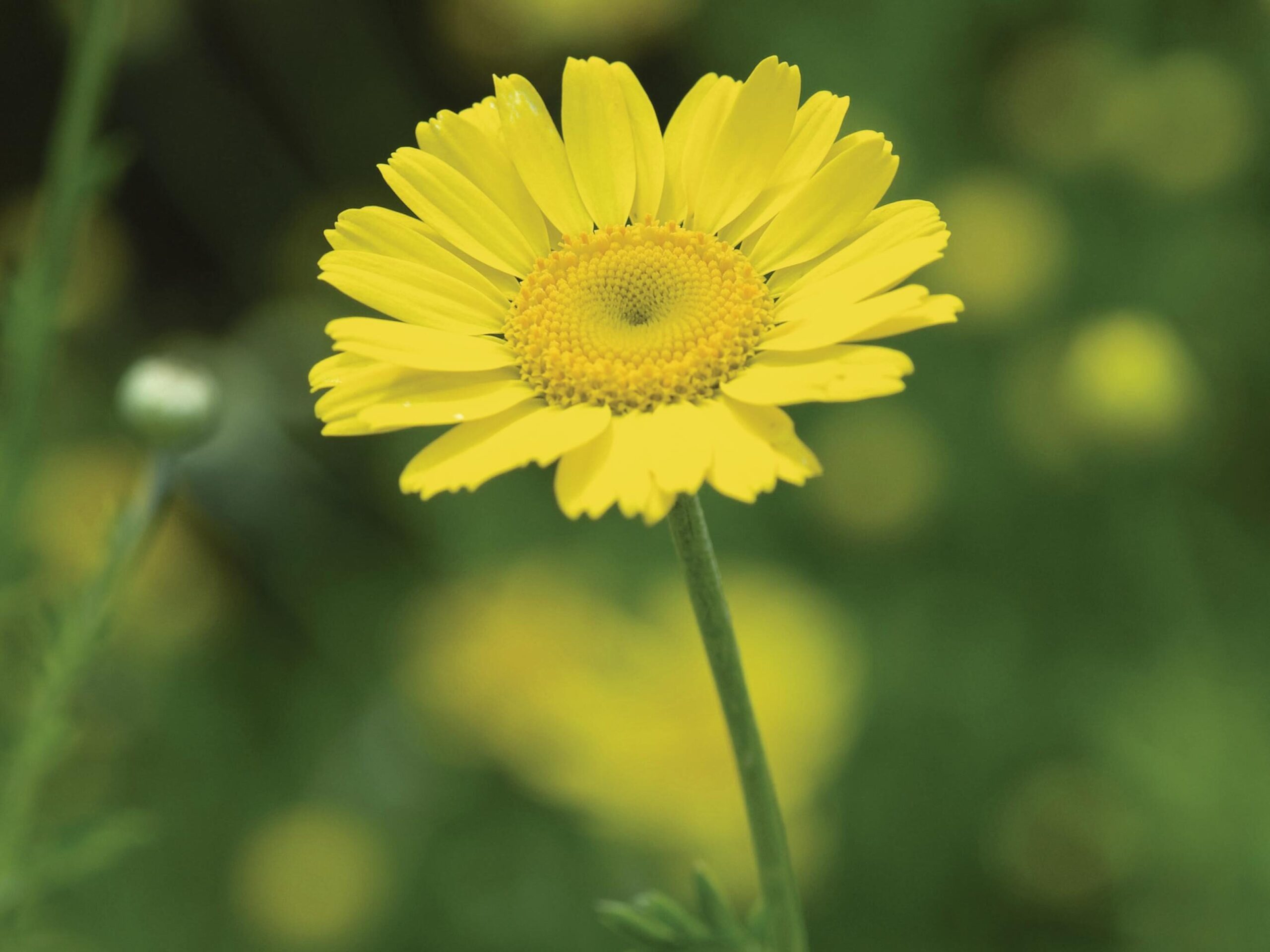 Cota tinctoria