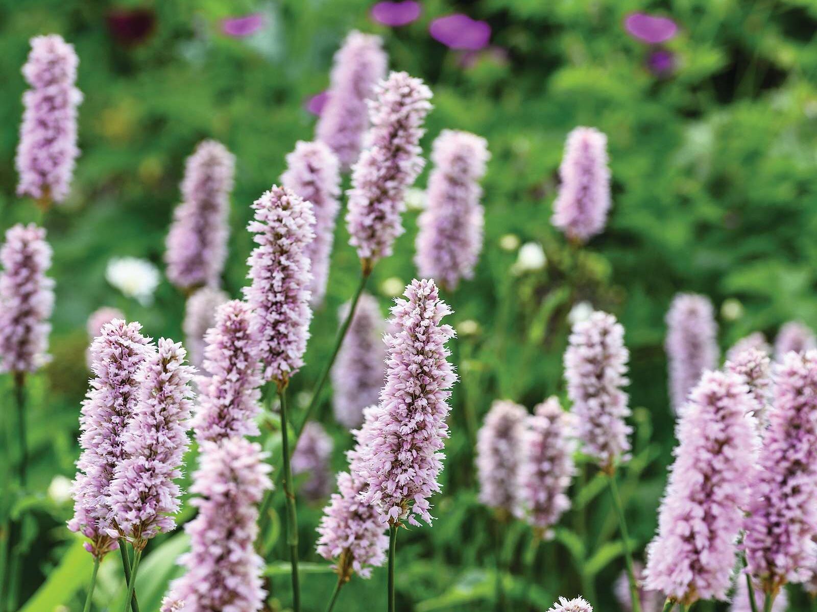 Bistorta officinalis ‘Superba’