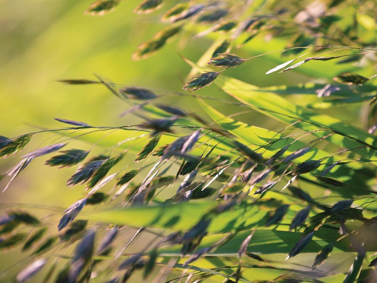 Chasmanthium latifolium