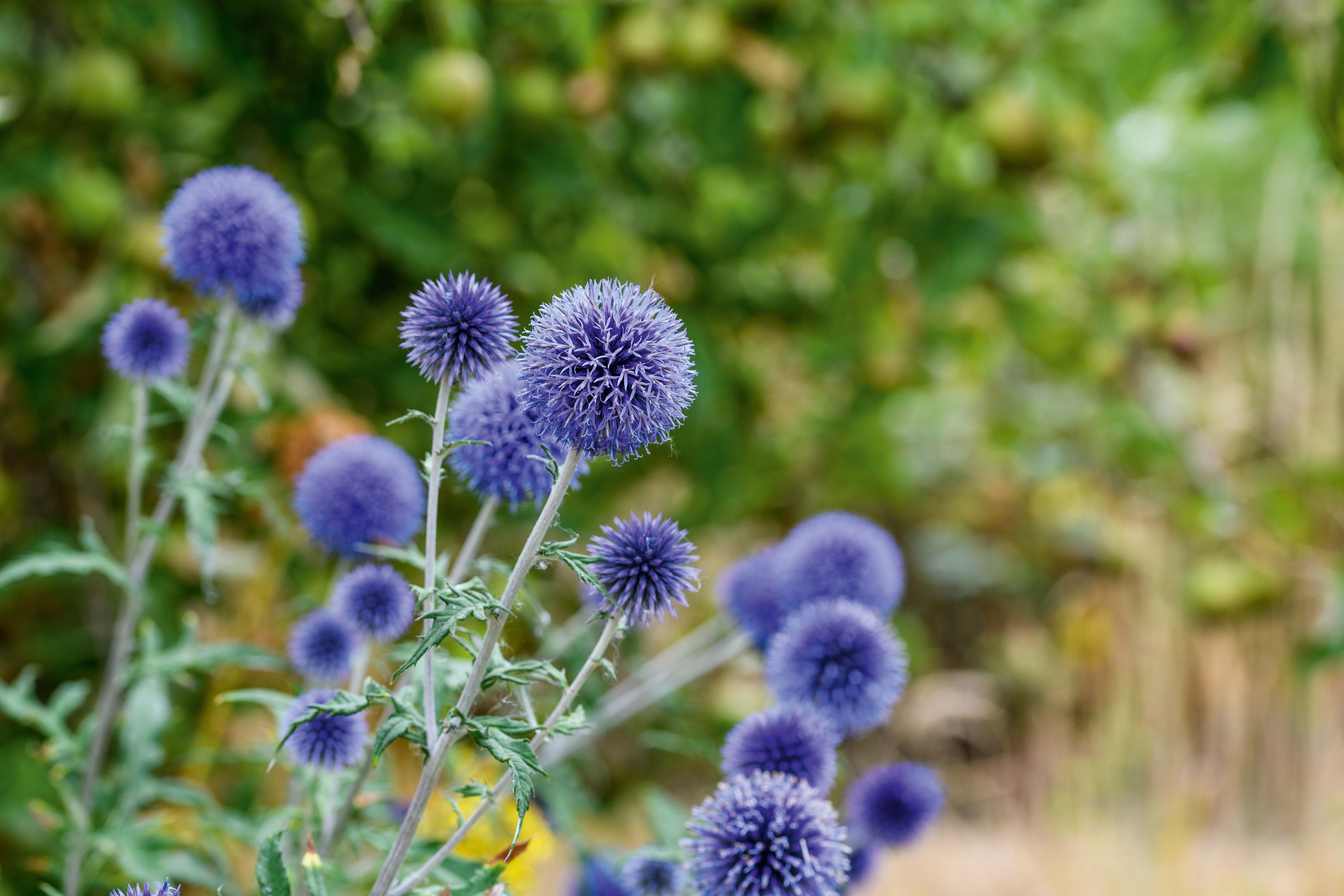 Echinops ritro ‘Veitch’s Blue’