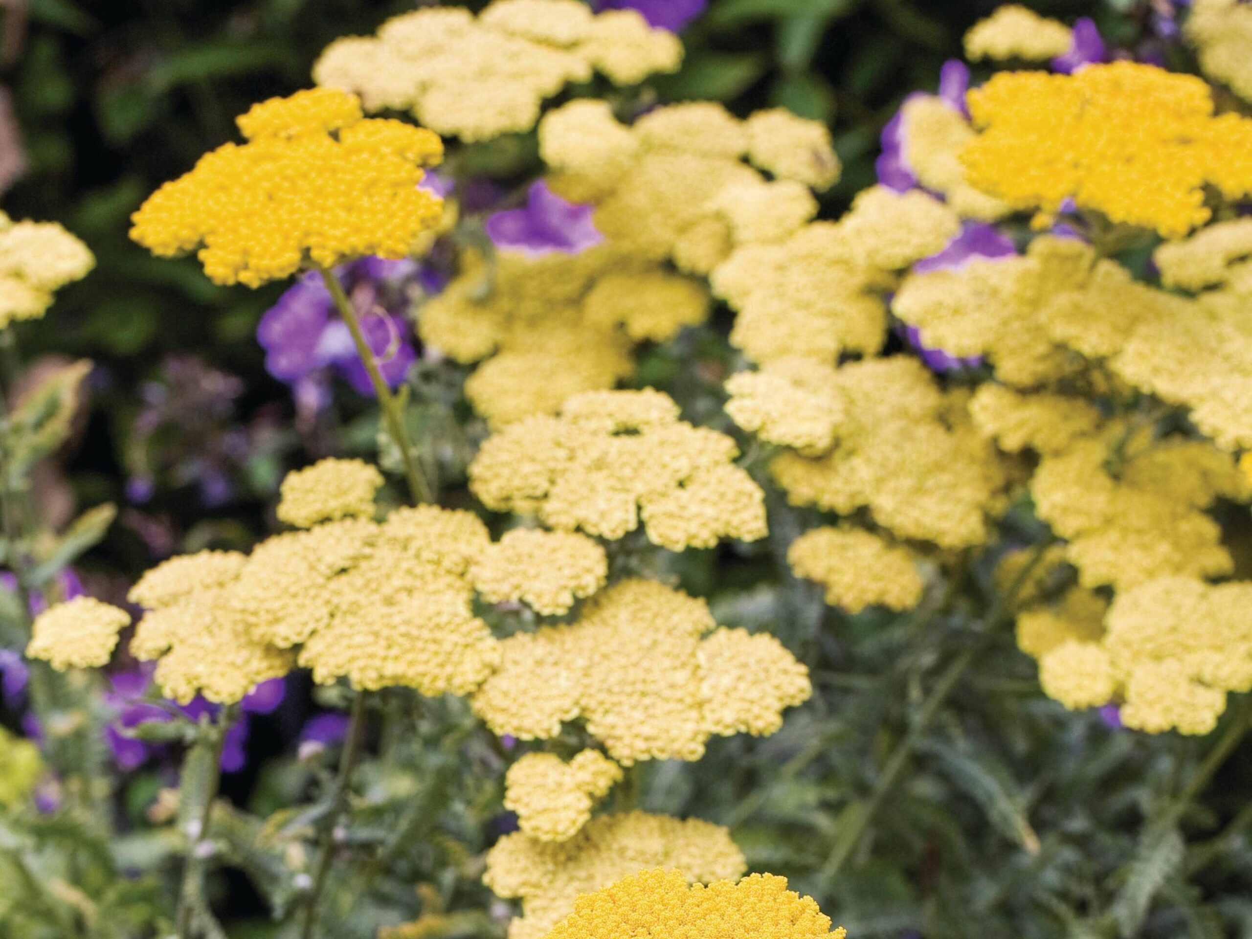 Achillea ‘Moonshine’