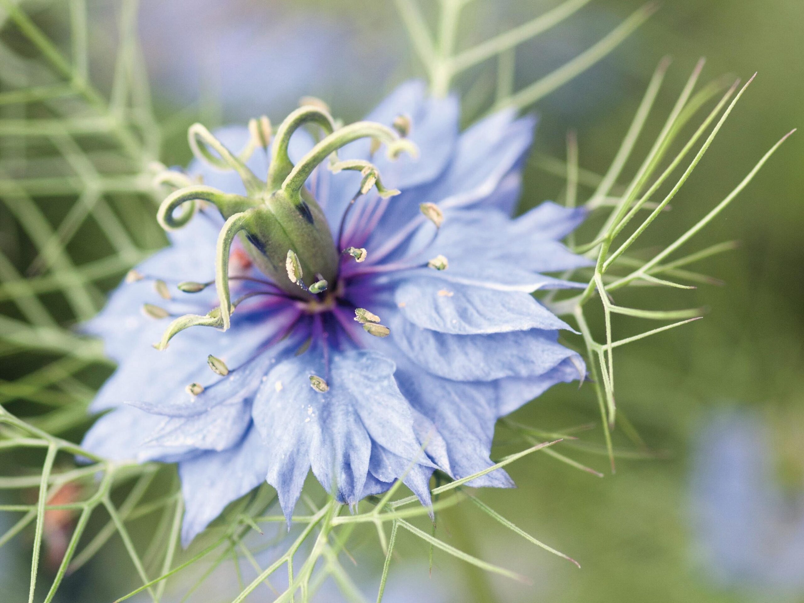 Nigella damascena