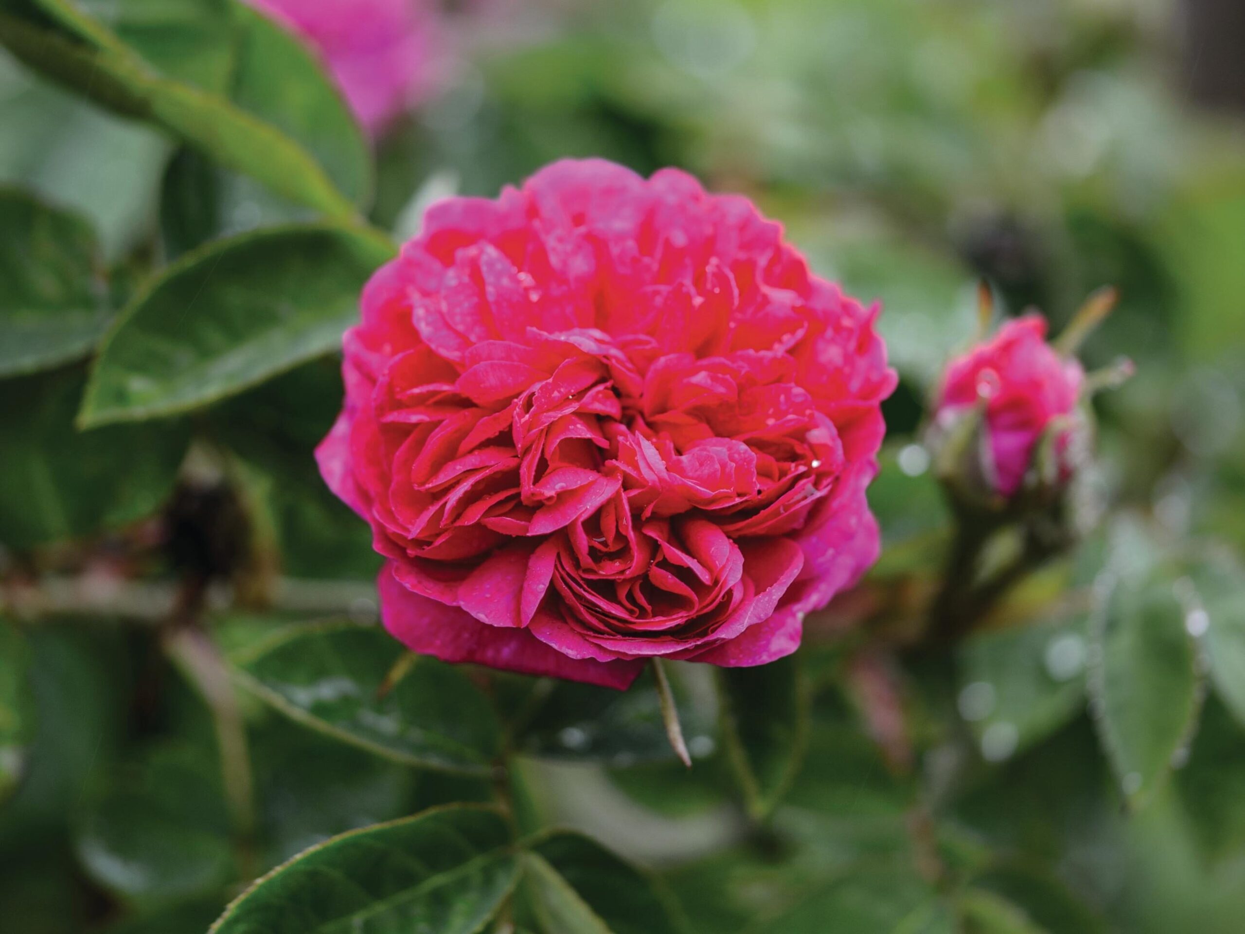 Rosa ‘De Resht’