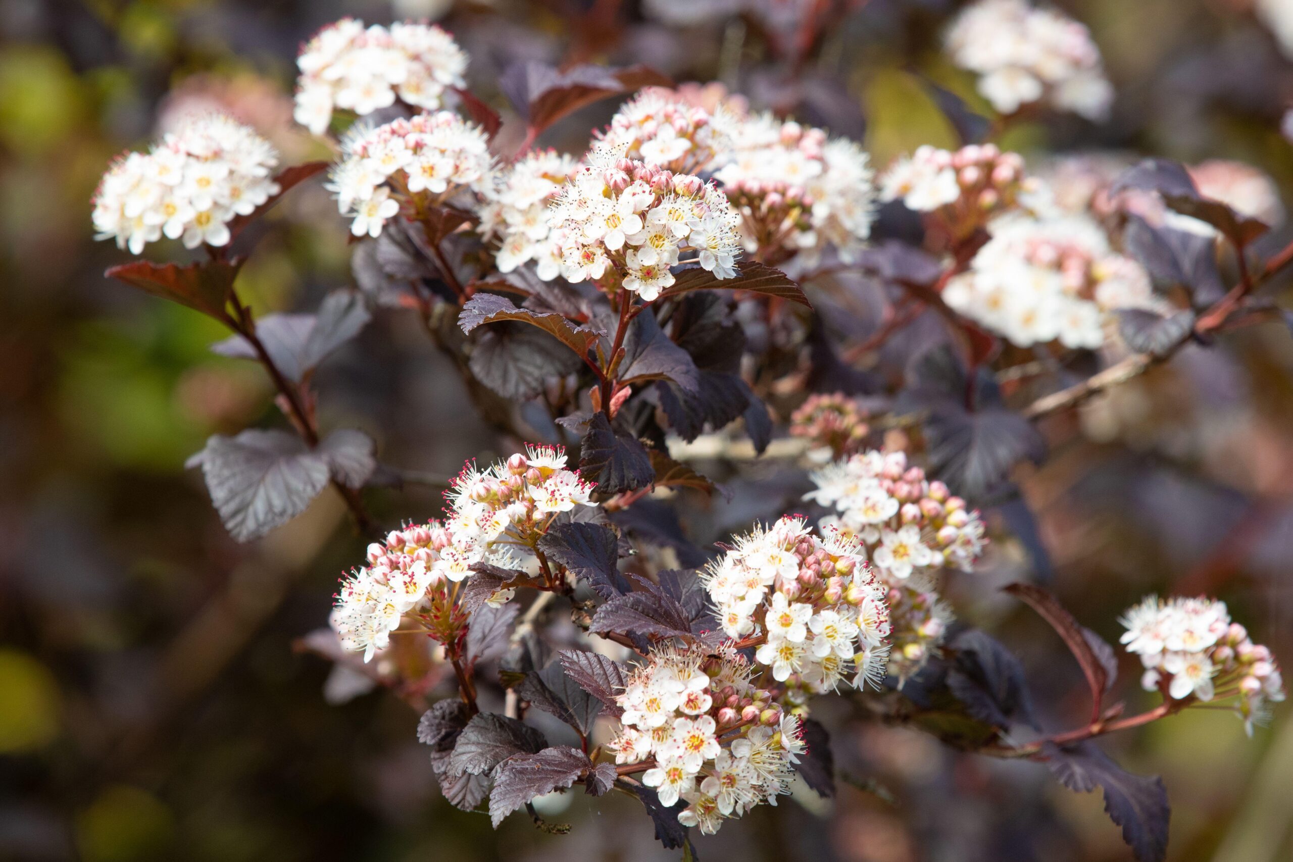 Physocarpus opulifolius 'Diabolo'