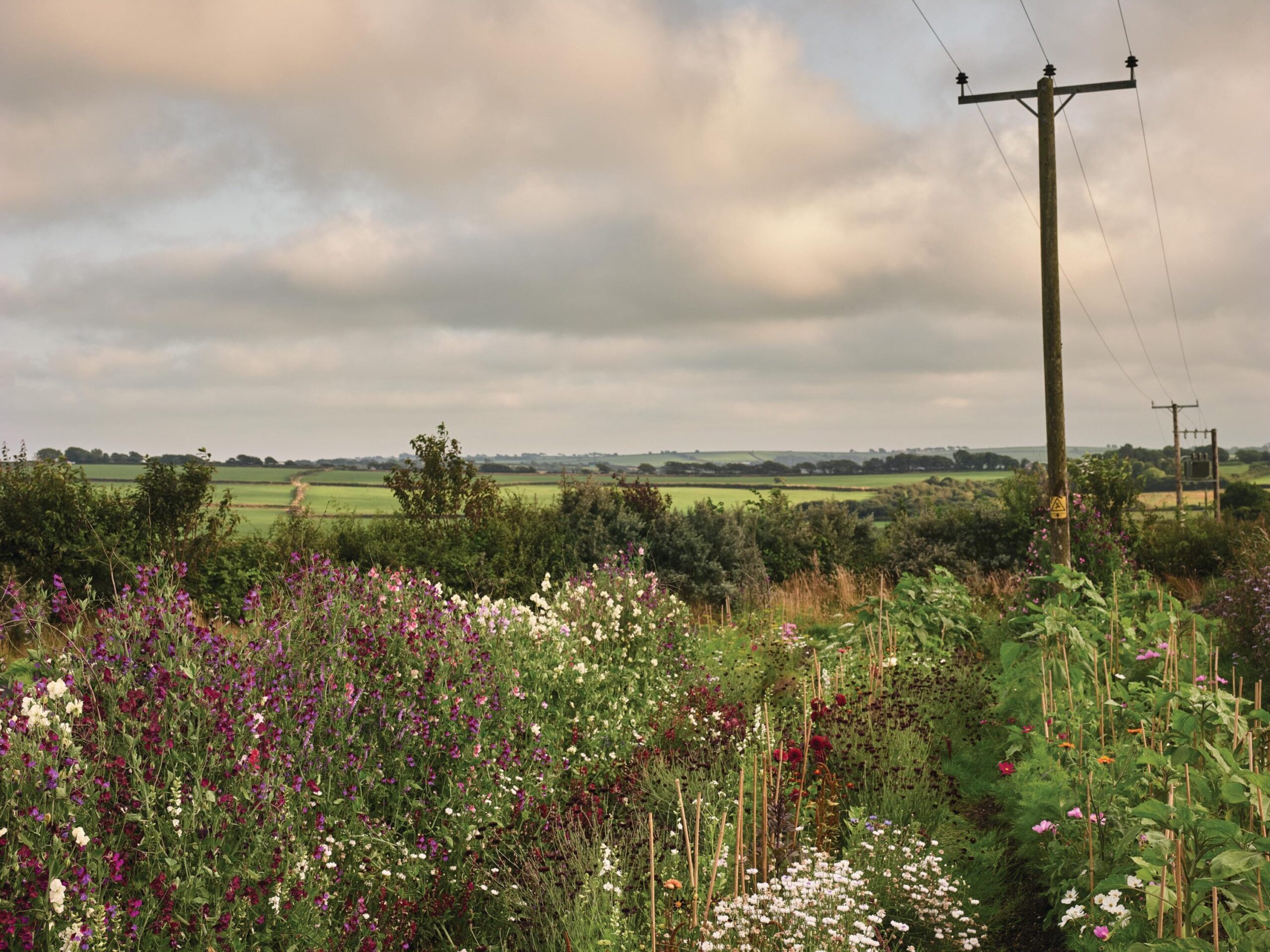 Flowers growing in field