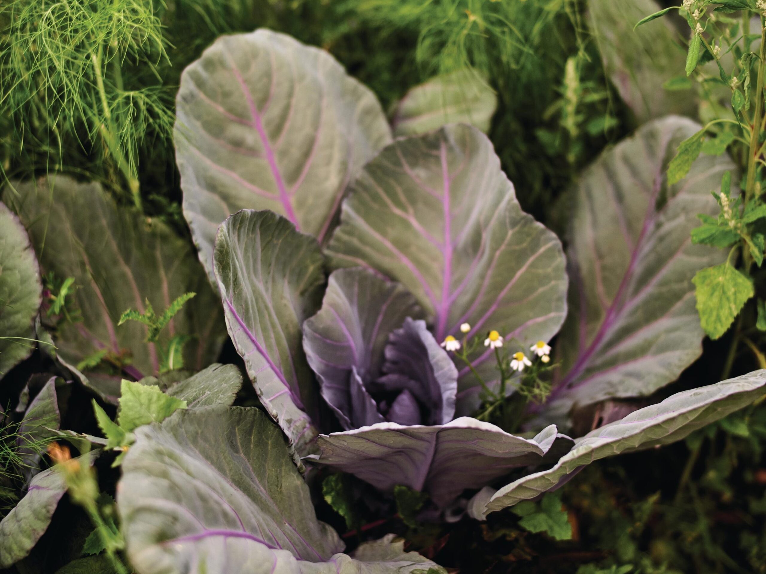 Cabbage growing