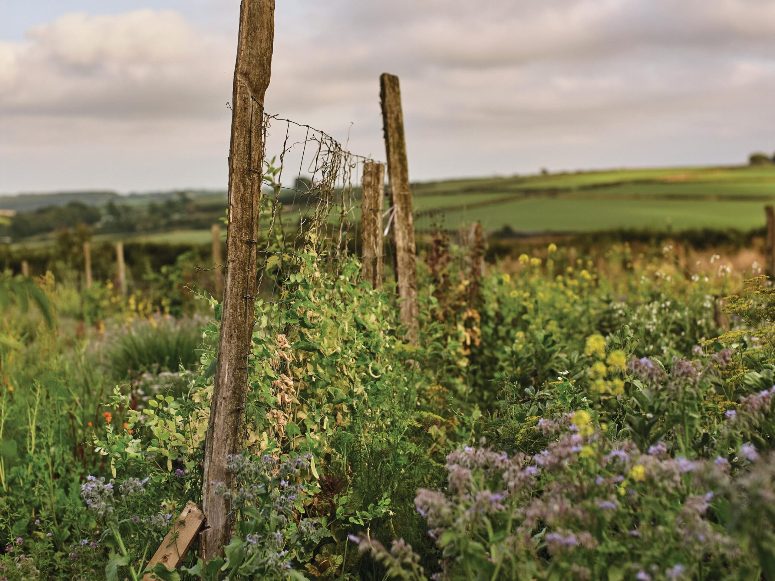 Plants growing along the edge of a field