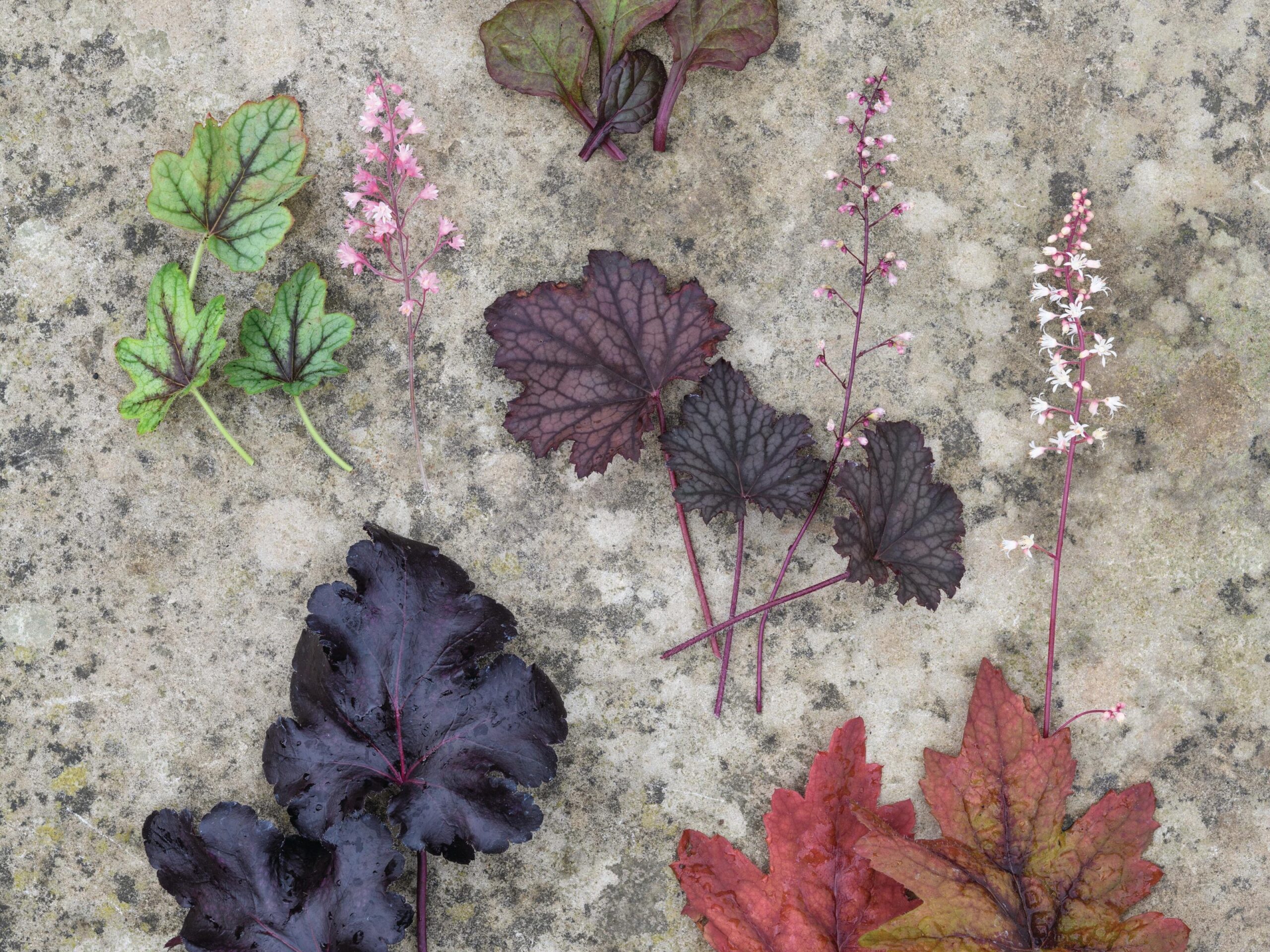 Plants for Jo Thompson's pot using heucheras, heucherellas and tiarellas