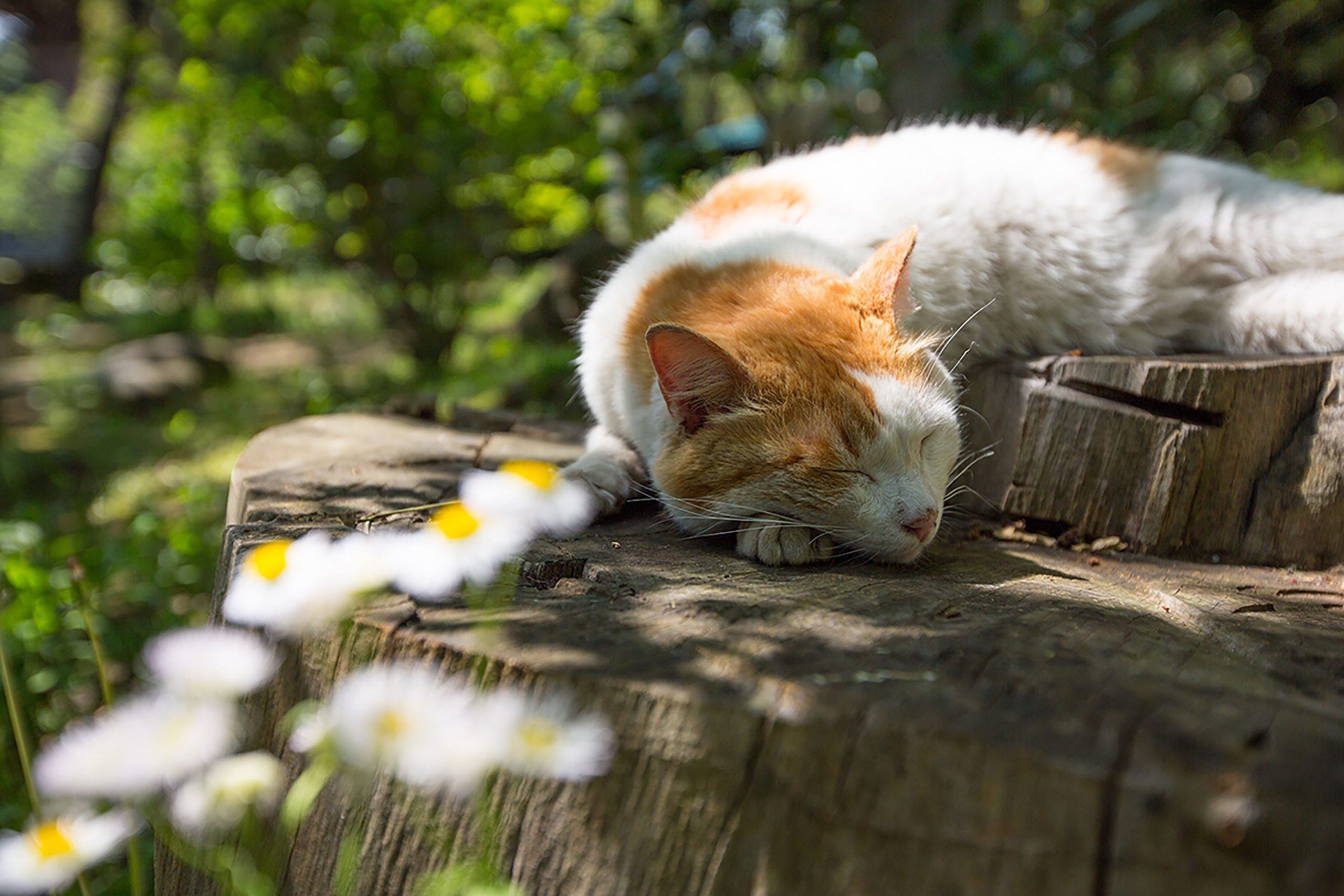 A cat taking a relaxing siesta under sunshine filtered through leaves