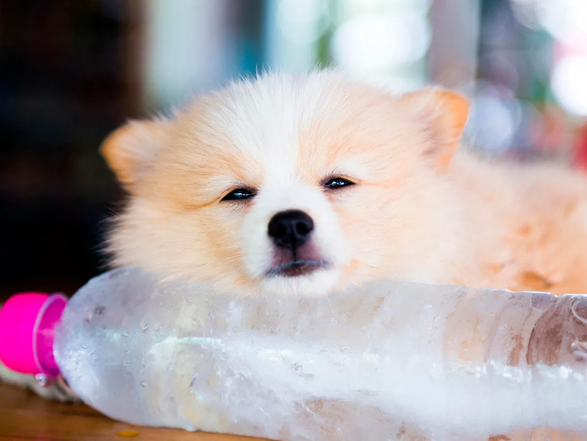 Brown Pomeranian dog sleeping on a frozen water bottle Brown Pomeranian dog sleeping on a frozen water bottle