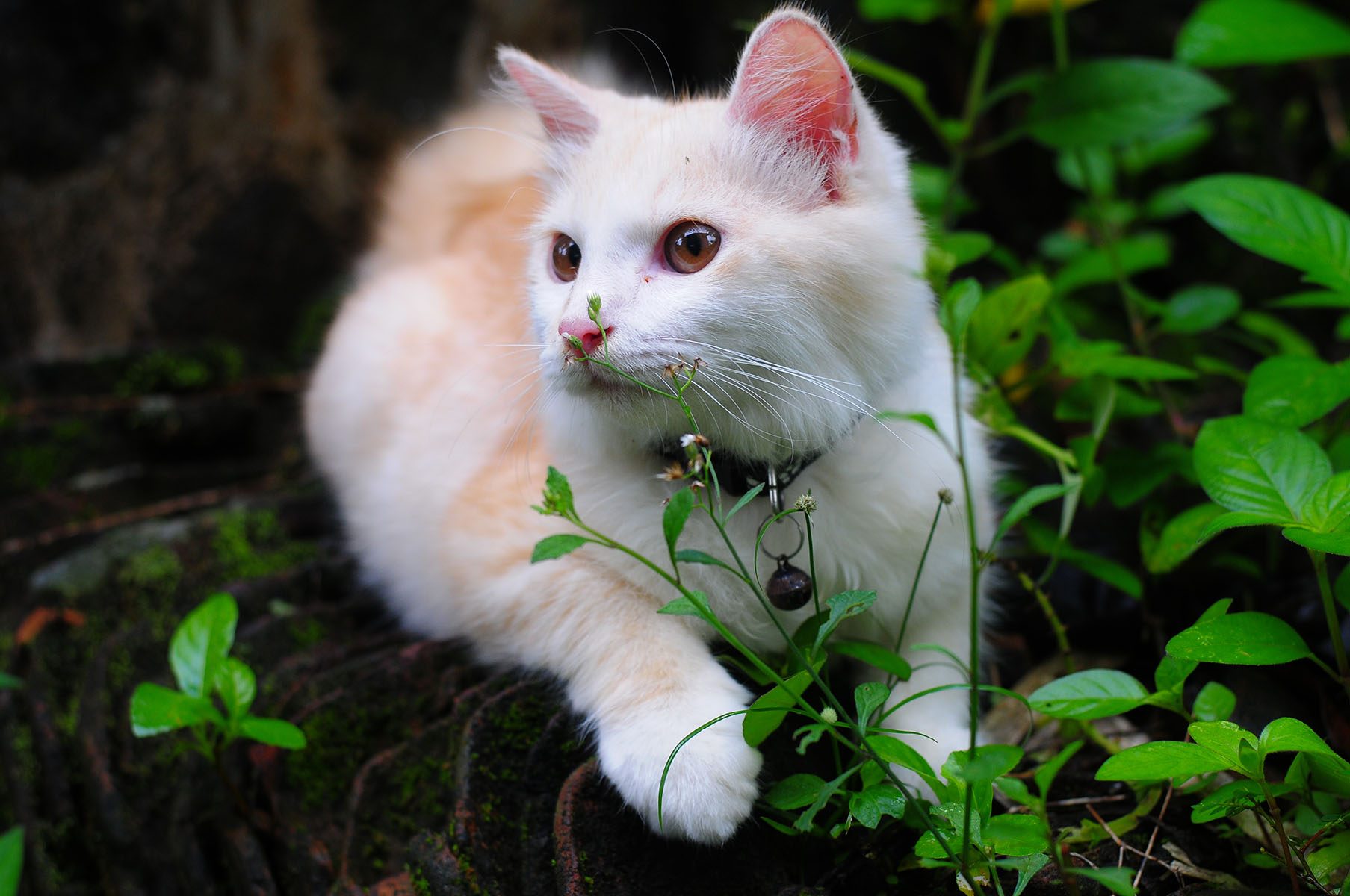 white cat playing outdoors in a grassy area