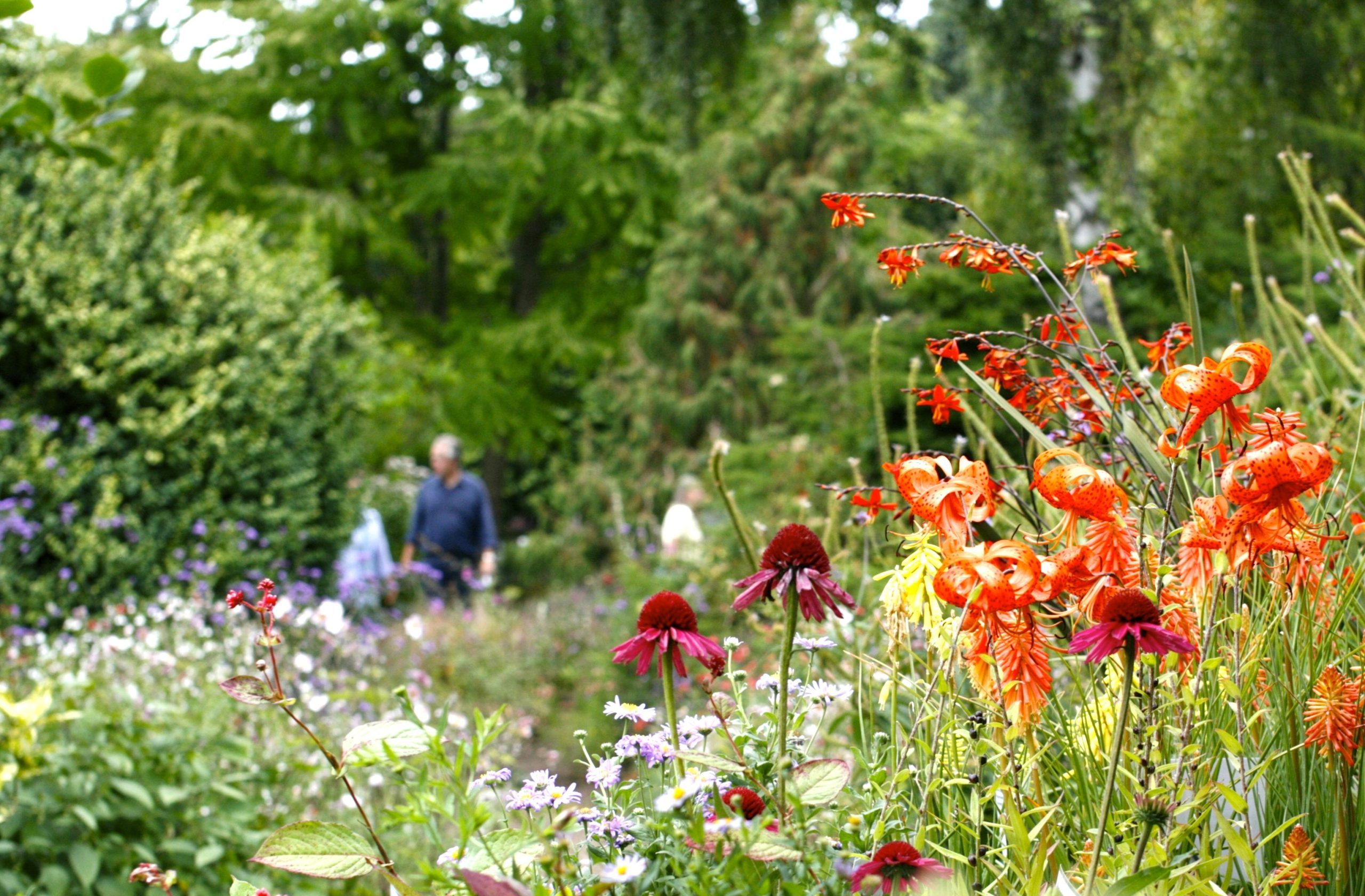 Fantastic colour in the garden at the Great Comp Summer Show © Vikki Rimmer