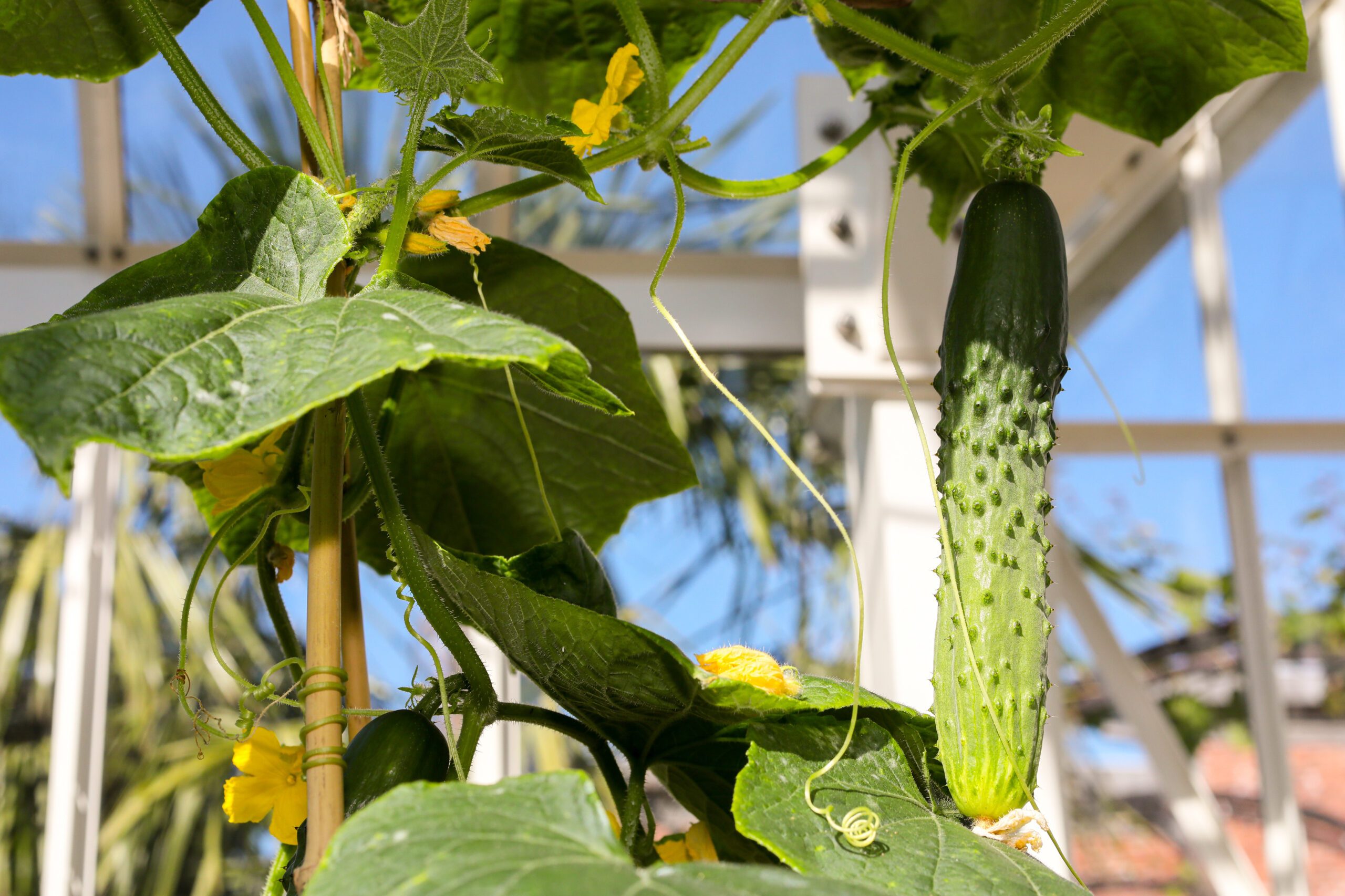 Cucumber ‘Butchers Disease Resistant’ © Garden Organic