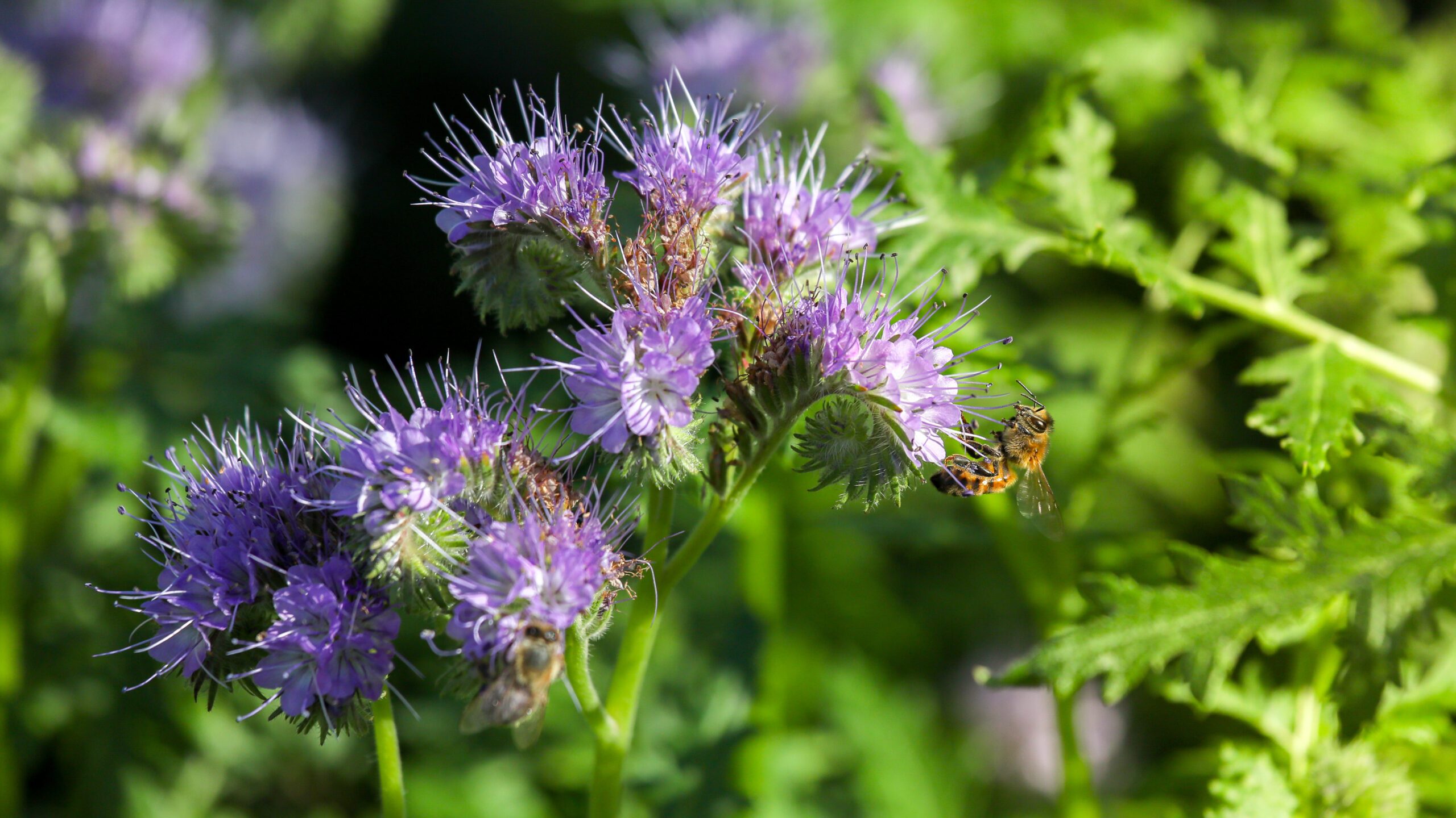 Phacelia tanacetifolia © Garden Organic