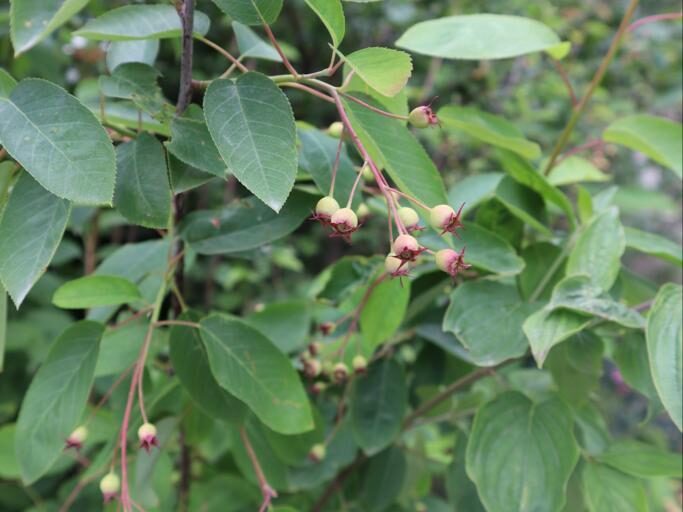 Amelanchier in Andy Sturgeon's garden at RHS Chelsea Flower Show 2022