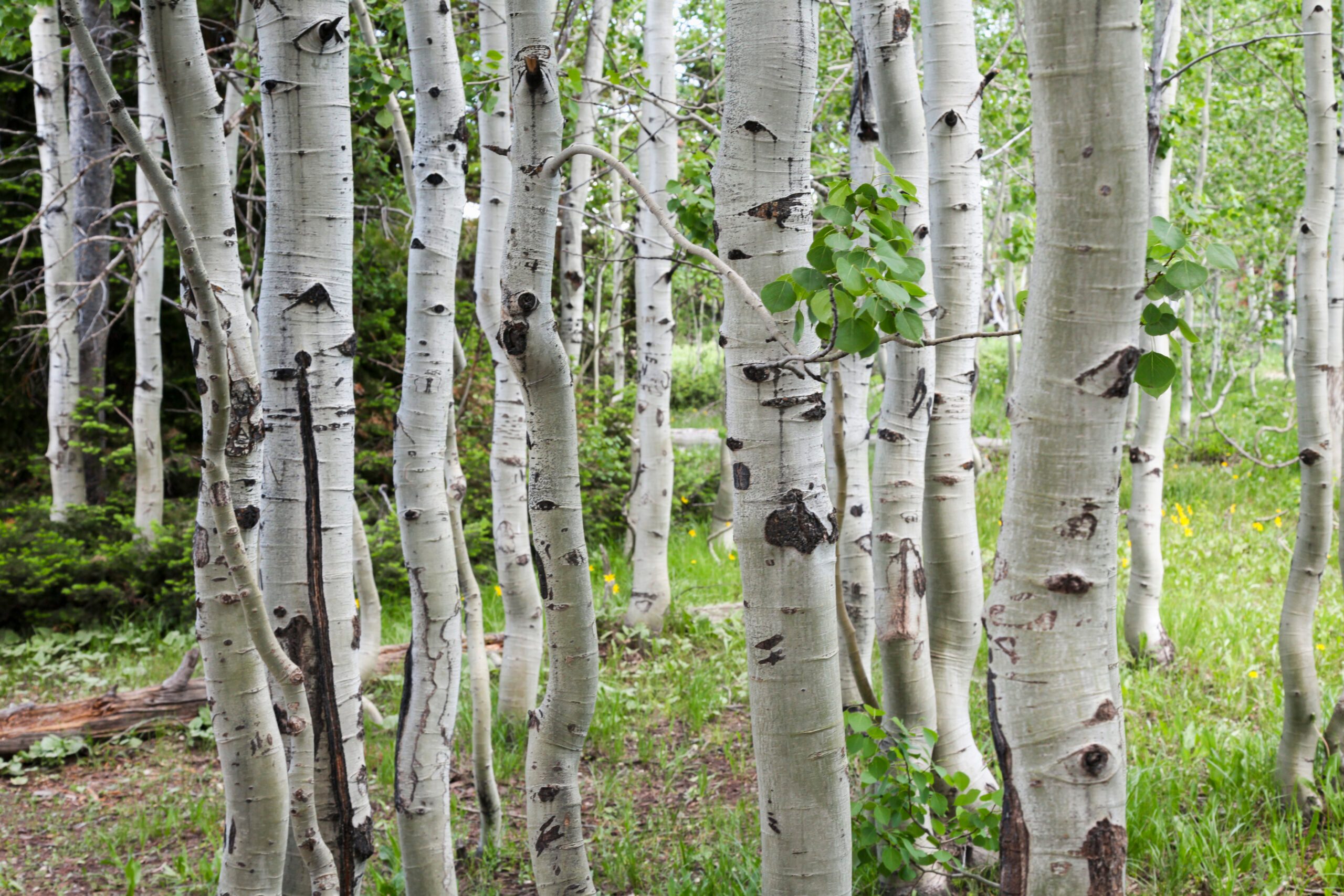 Silver birch trees