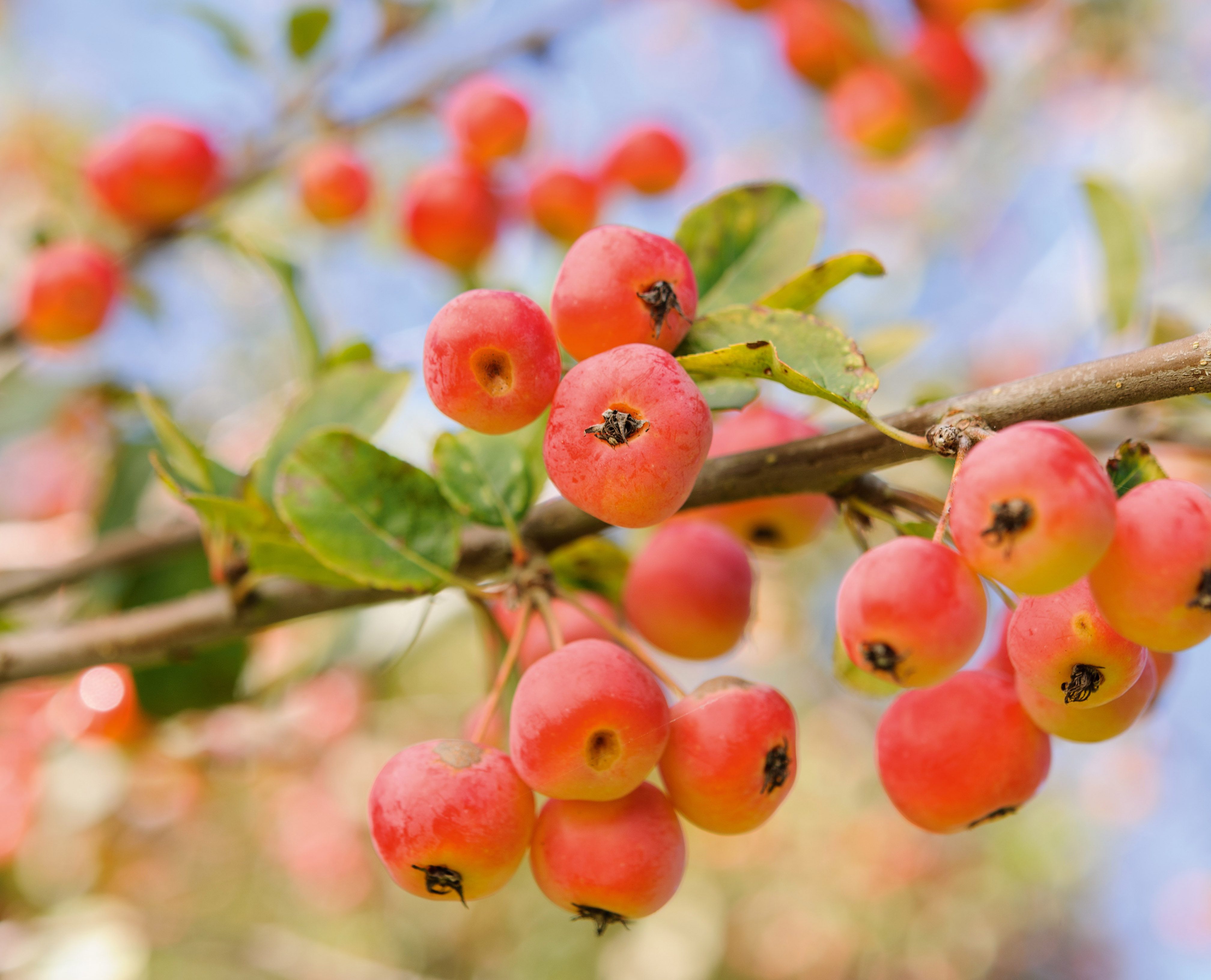 September plants and flowers: Malus x robusta  ‘Red Sentinel’