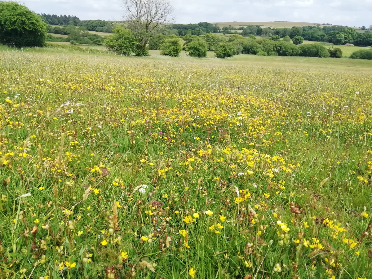 Meadow at Chancellor's Farm, Somerset Wildlife TrustsChancellor's Farm, Somerset Wildlife Trusts Meadow at Chancellor's Farm, Somerset Wildlife TrustsChancellor's Farm, Somerset Wildlife Trusts